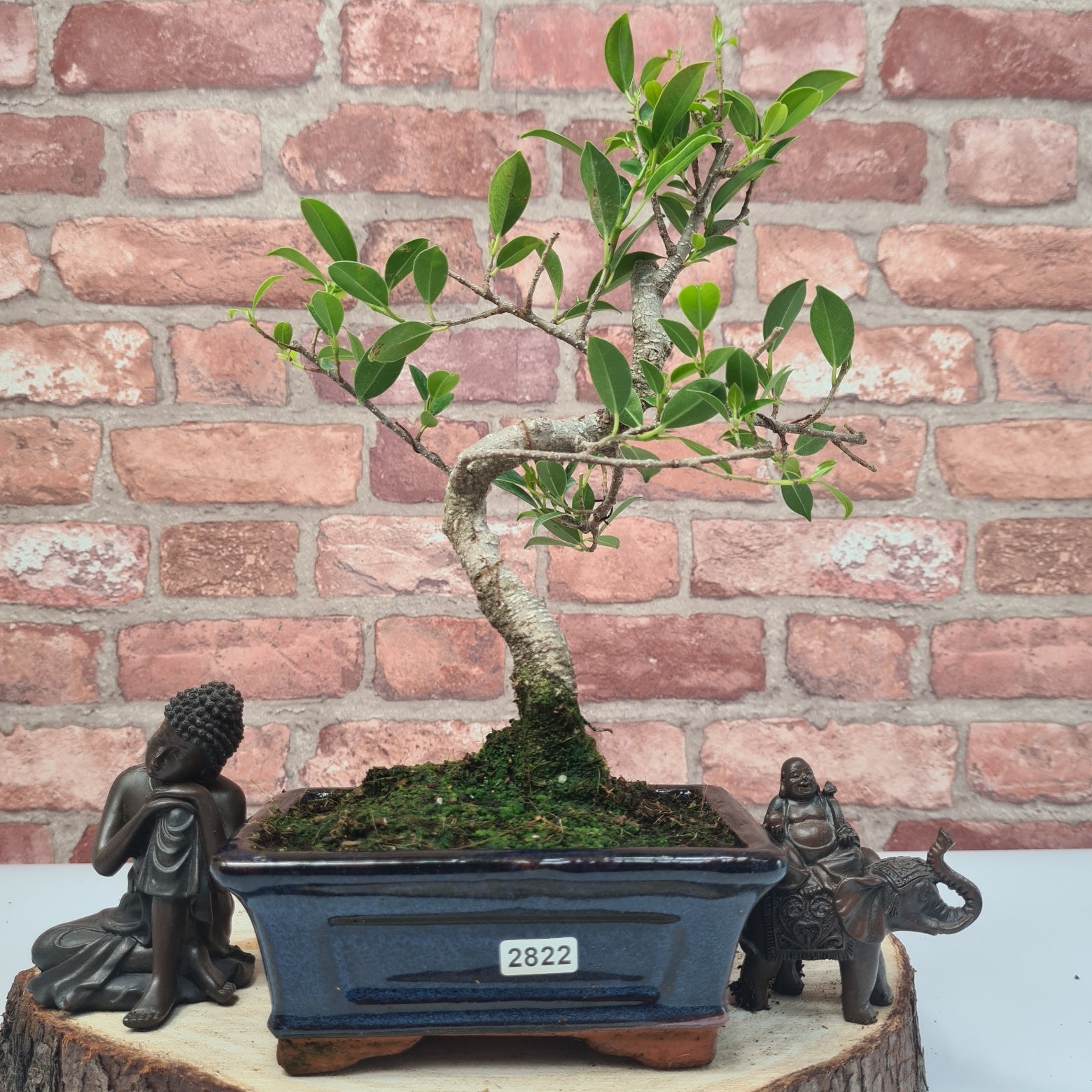 Ficus Microcarpa (Banyan Fig) Indoor Bonsai Tree | Shaped | In 15cm Pot  S25884