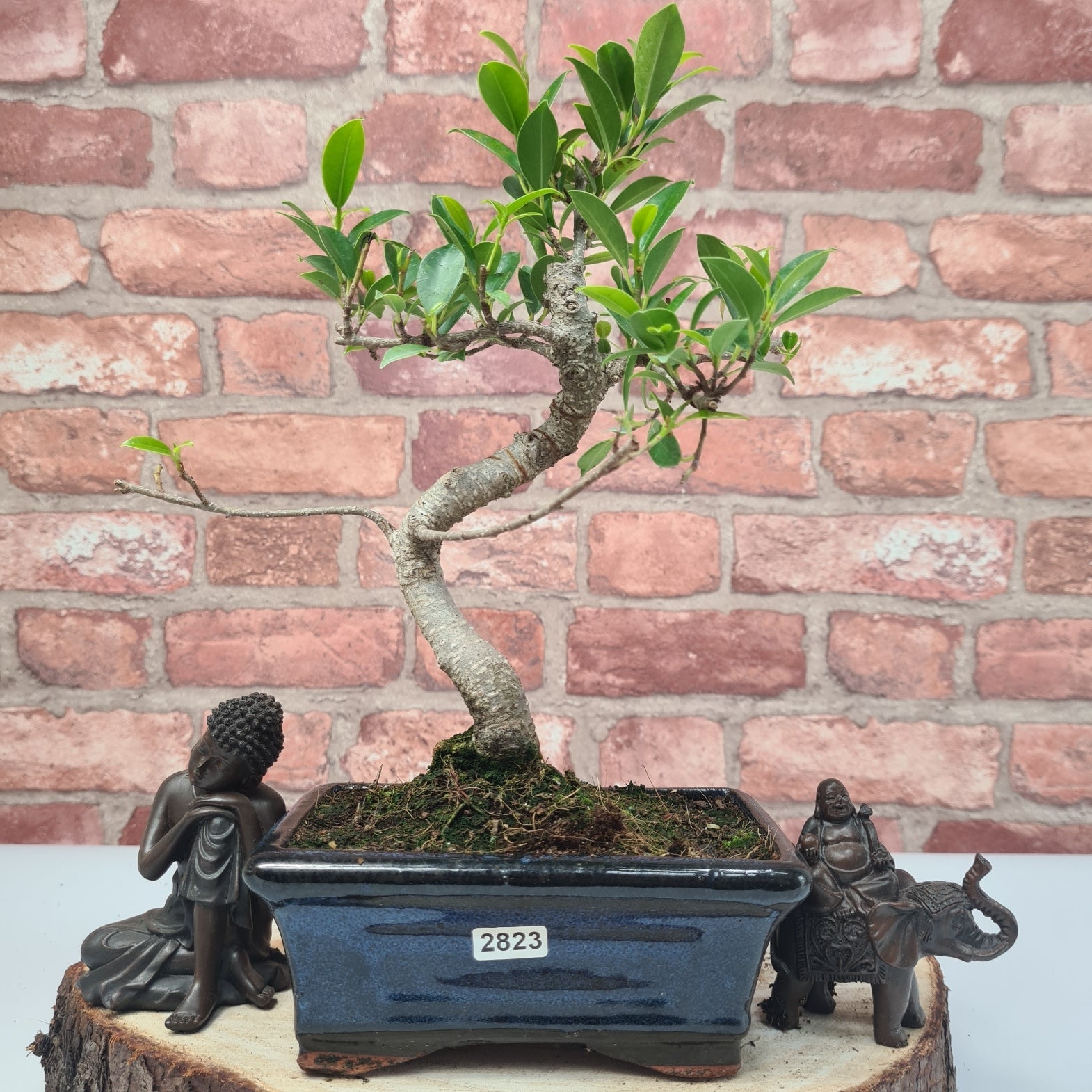 Ficus Microcarpa (Banyan Fig) Indoor Bonsai Tree | Shaped | In 15cm Pot  S25884