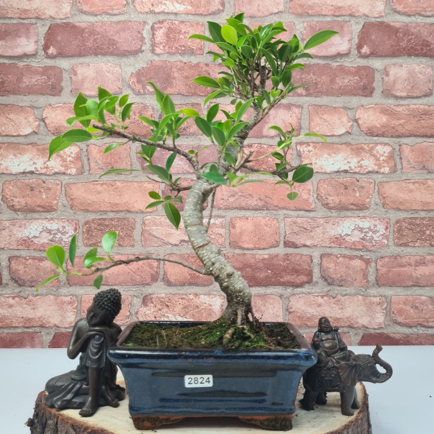 Ficus Microcarpa (Banyan Fig) Indoor Bonsai Tree | Shaped | In 15cm Pot  S25884