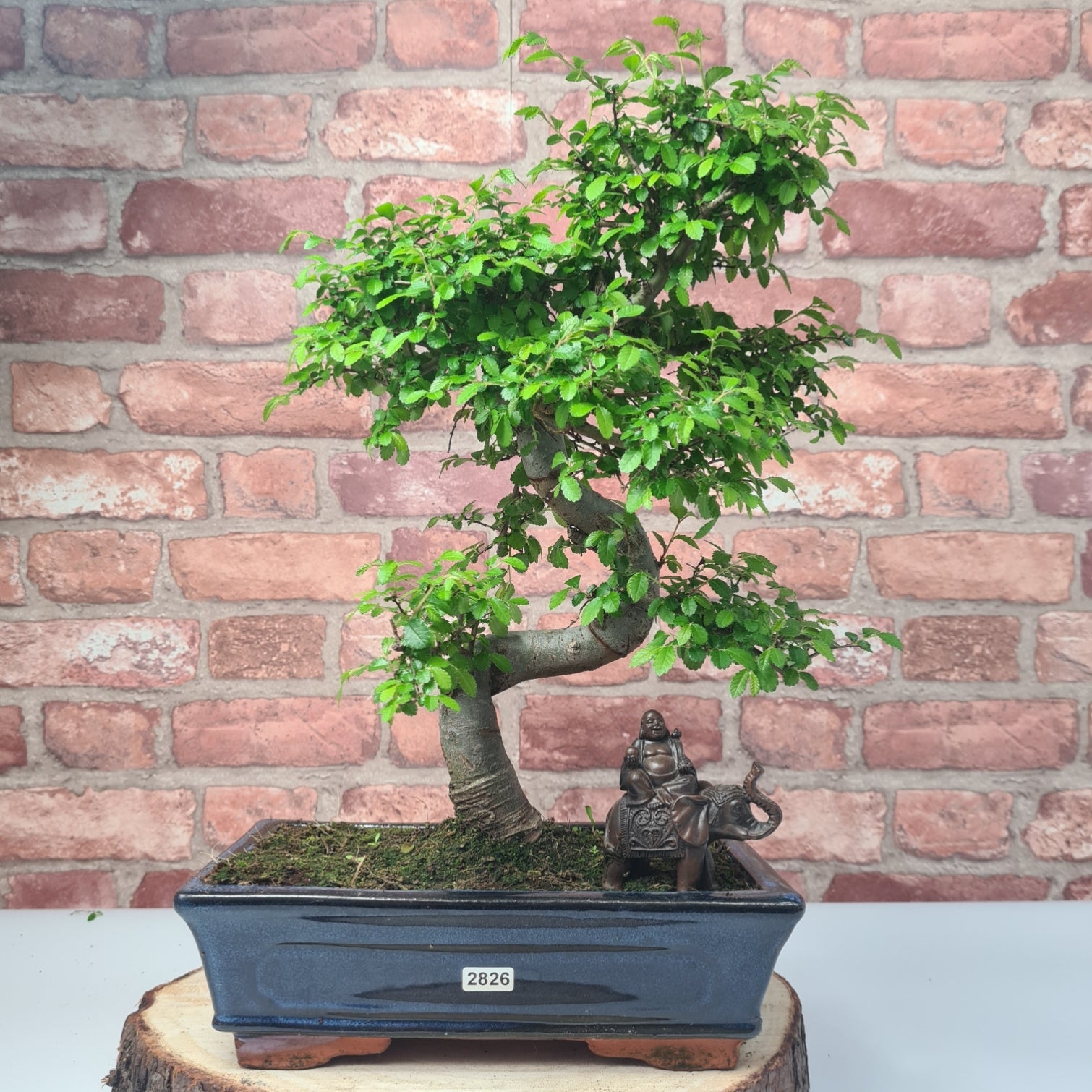 Chinese Elm (Ulmus Parvifolia) Bonsai Tree | Shaped | In 25cm Pot  | S251971