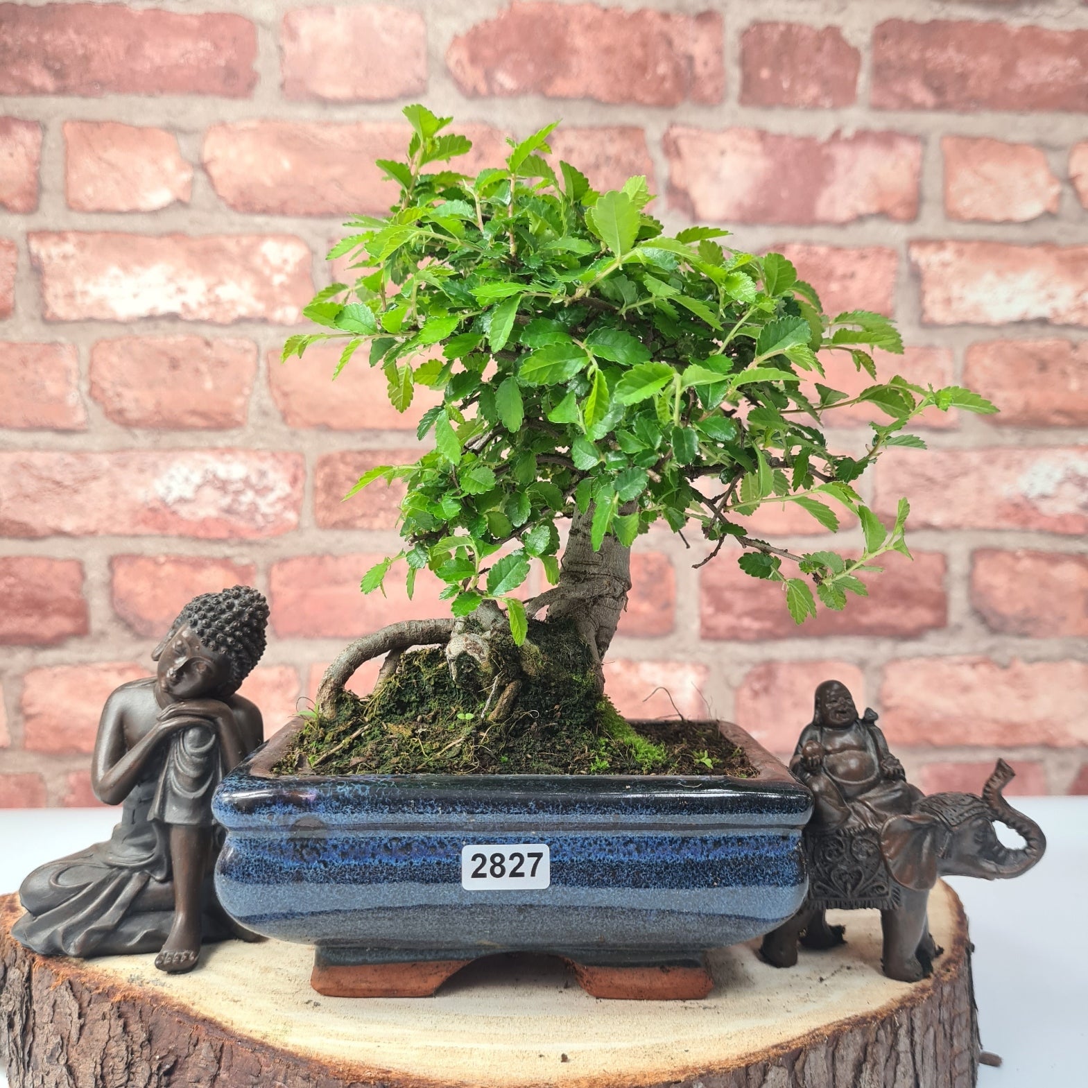 Chinese Elm (Ulmus Parvifolia) Bonsai Tree | Broom | In 15cm Pot  | S251976