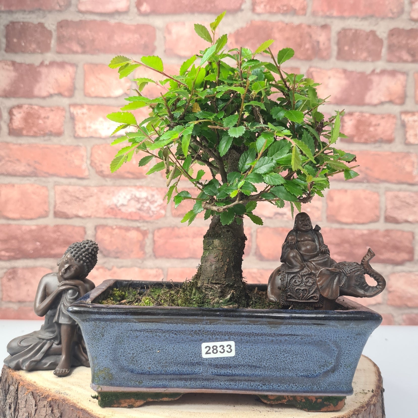 Chinese Elm (Ulmus Parvifolia) Bonsai Tree | Broom | In 20cm Pot S25870