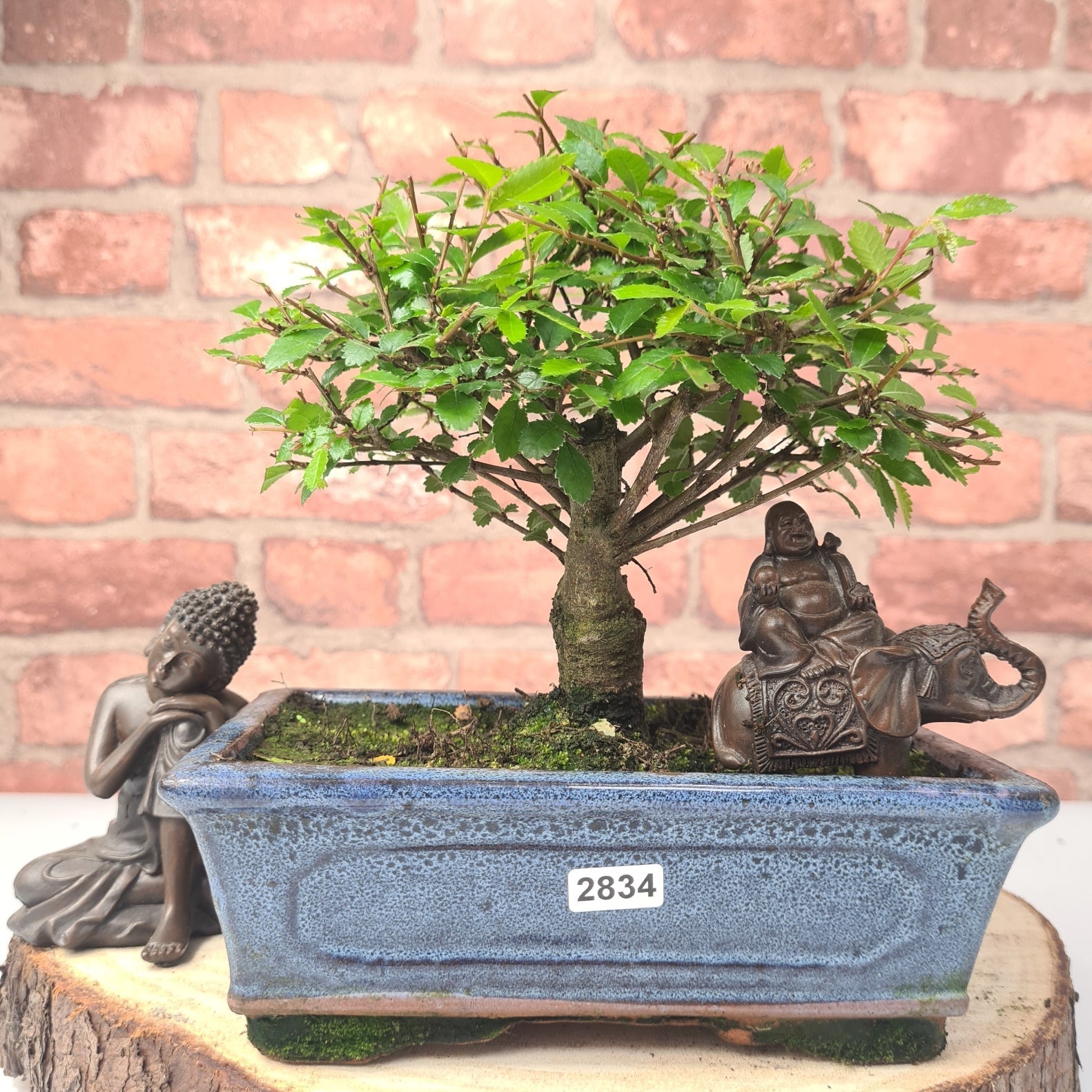 Chinese Elm (Ulmus Parvifolia) Bonsai Tree | Broom | In 20cm Pot S25870