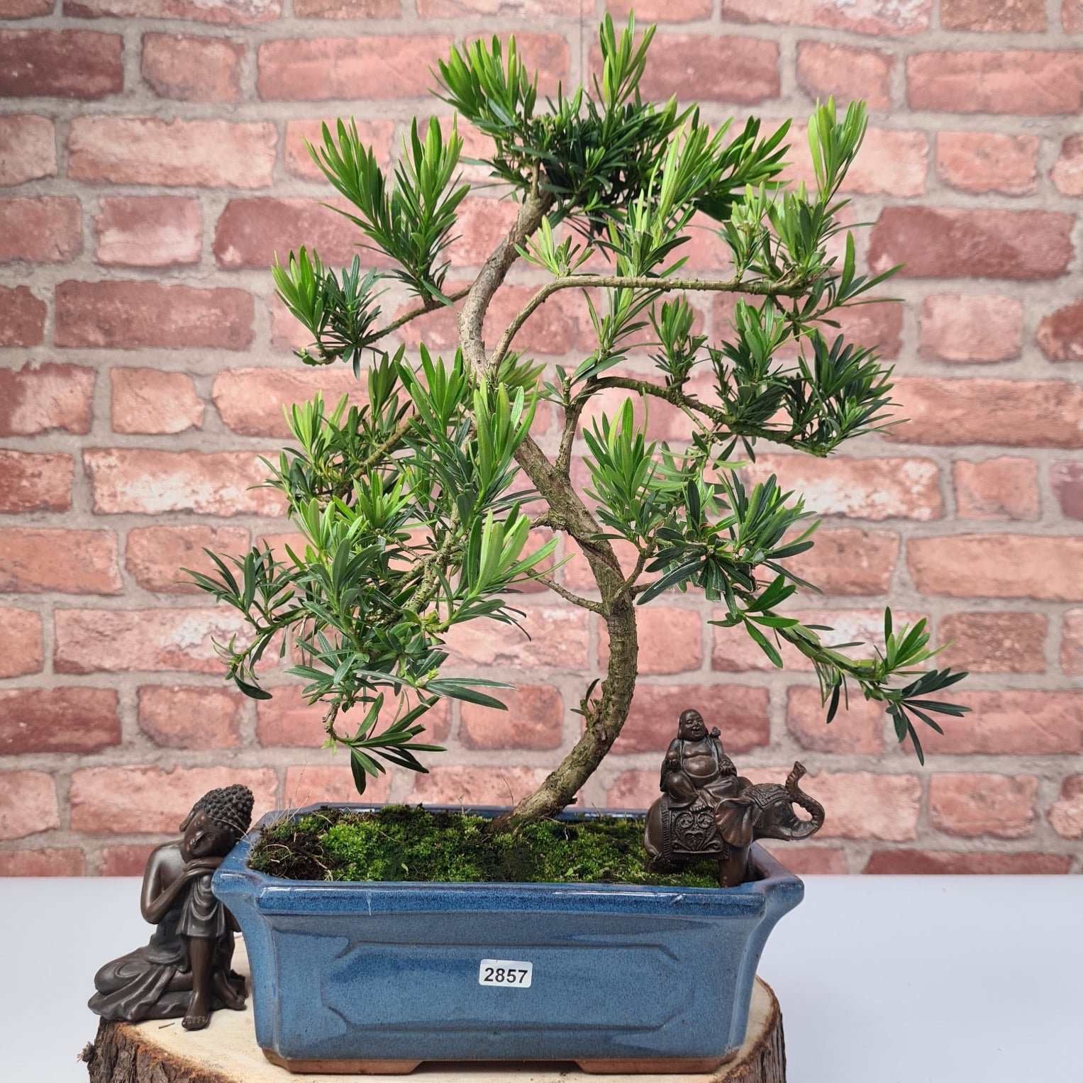 Buddhist Pine (Podocarpus Micro) Bonsai Tree | Shaped | In 30cm Pot  | S251974