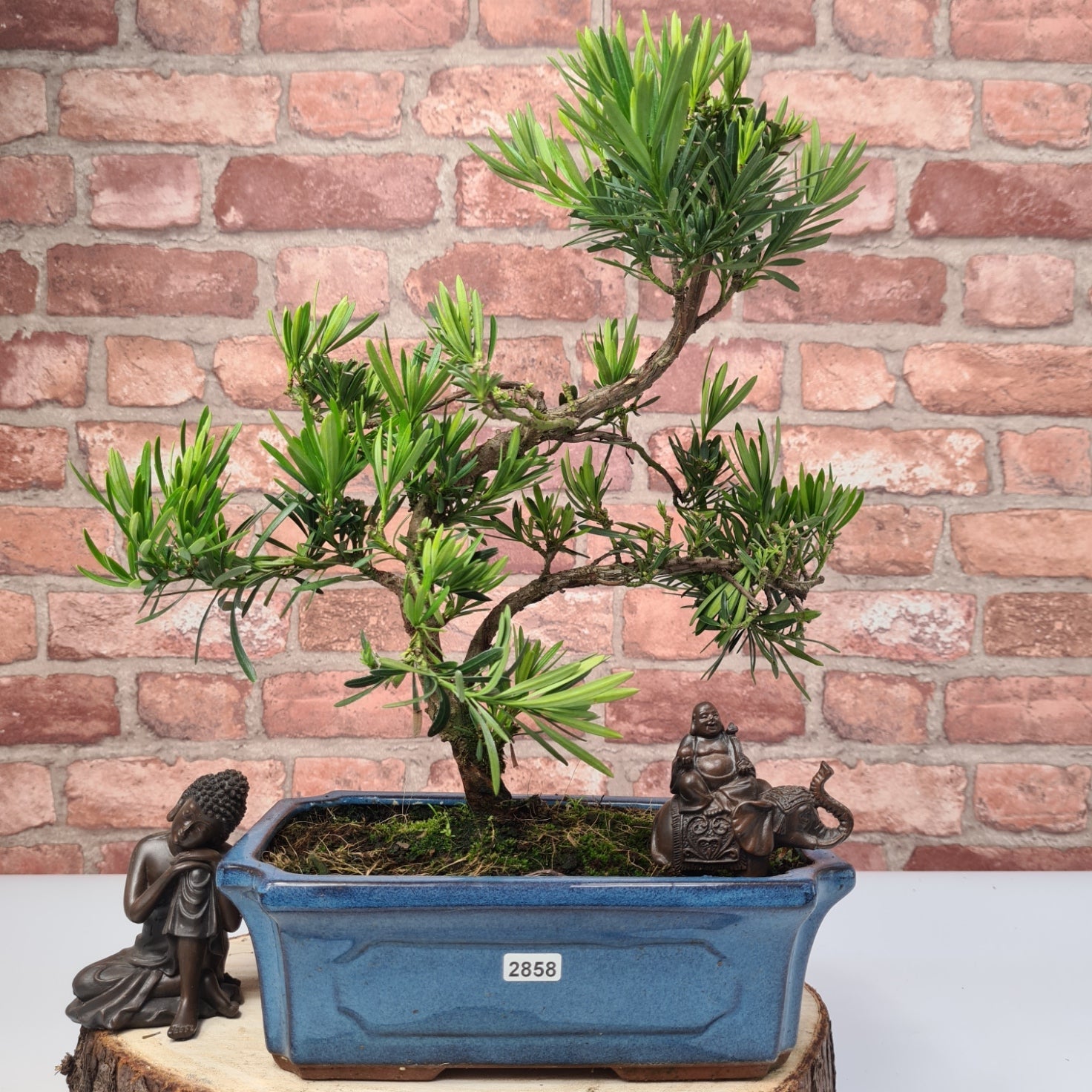 Buddhist Pine (Podocarpus Micro) Bonsai Tree | Shaped | In 25cm Pot  | S251973