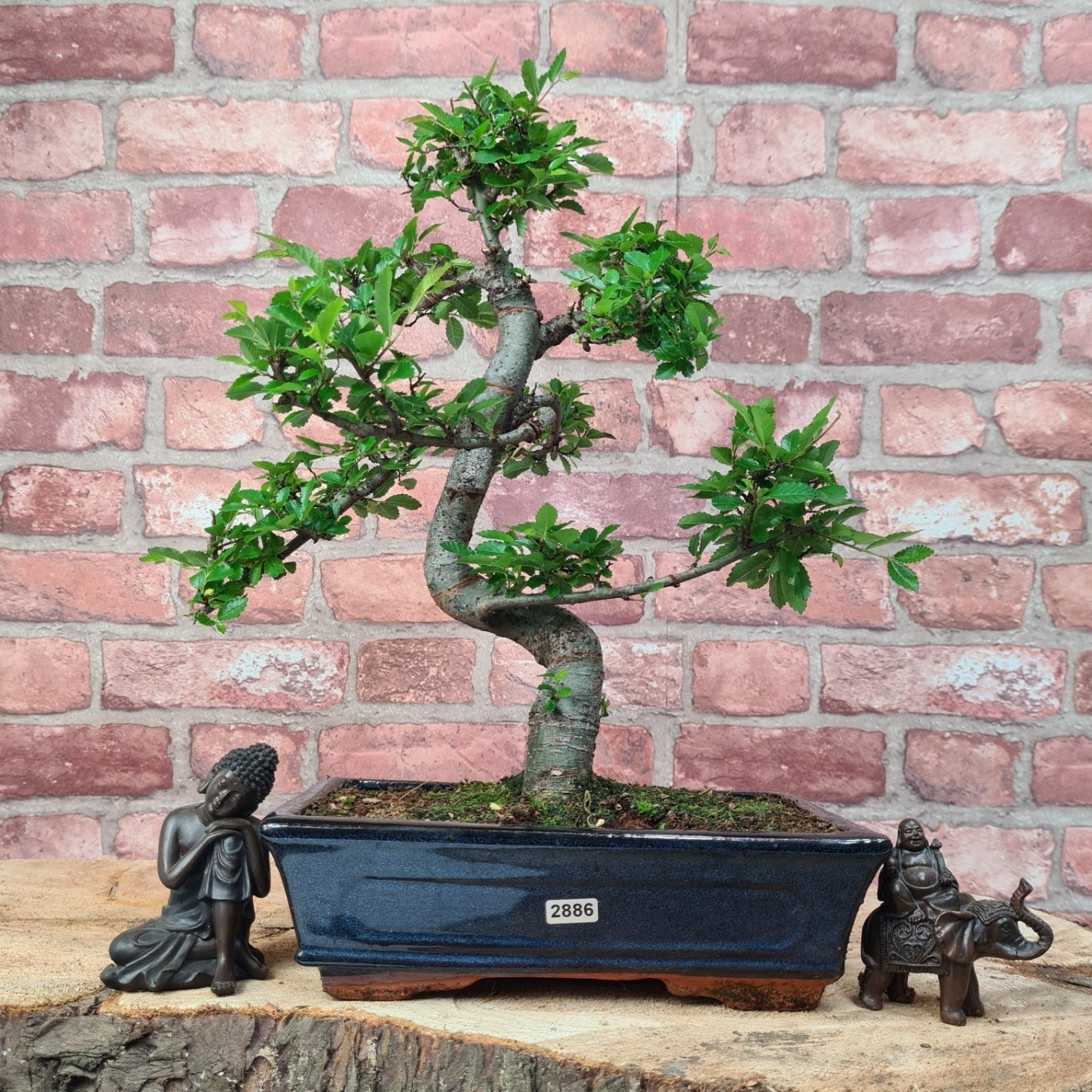 Chinese Elm (Ulmus Parvifolia) Bonsai Tree | Shaped | In 25cm Pot  | S251971