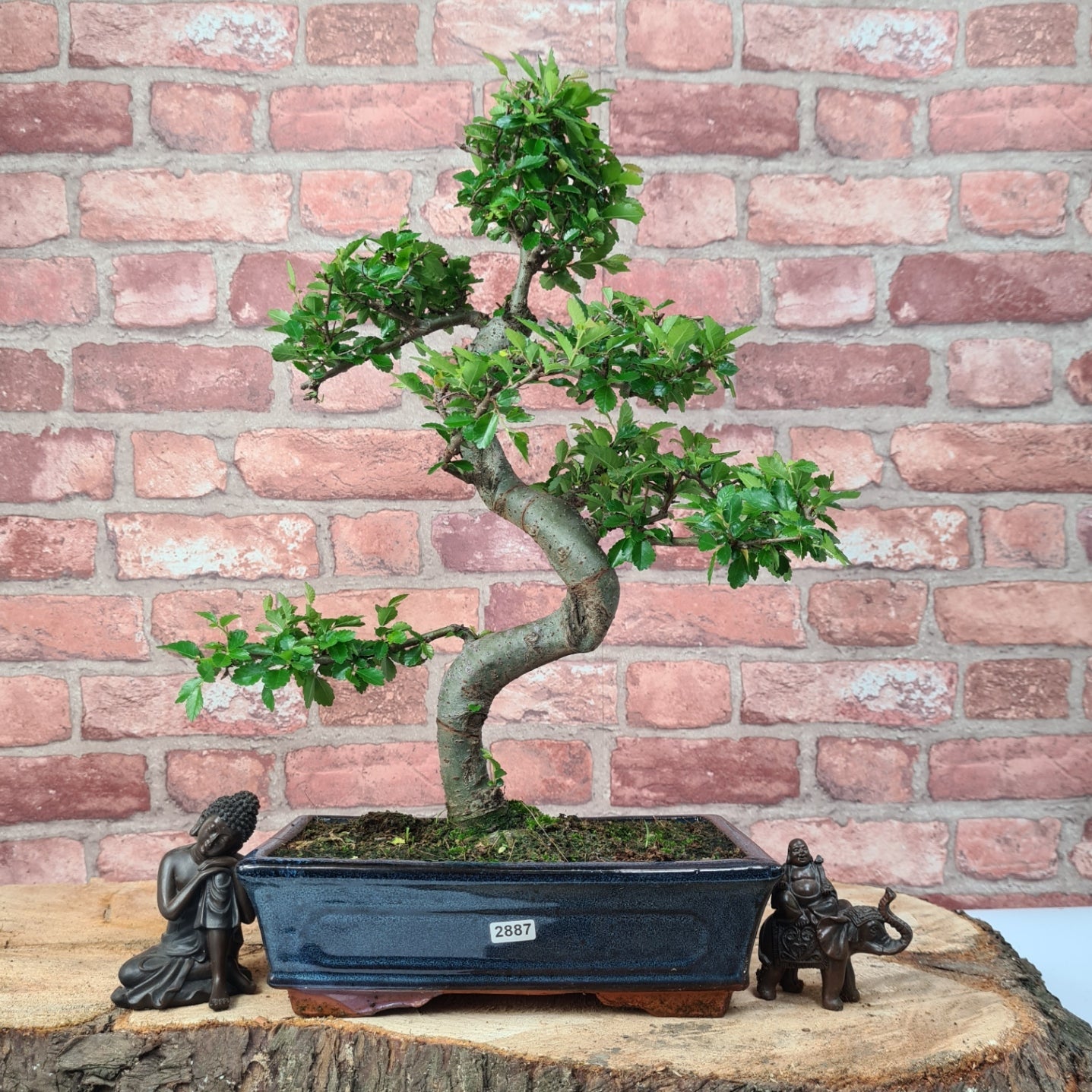 Chinese Elm (Ulmus Parvifolia) Bonsai Tree | Shaped | In 25cm Pot  | S251971