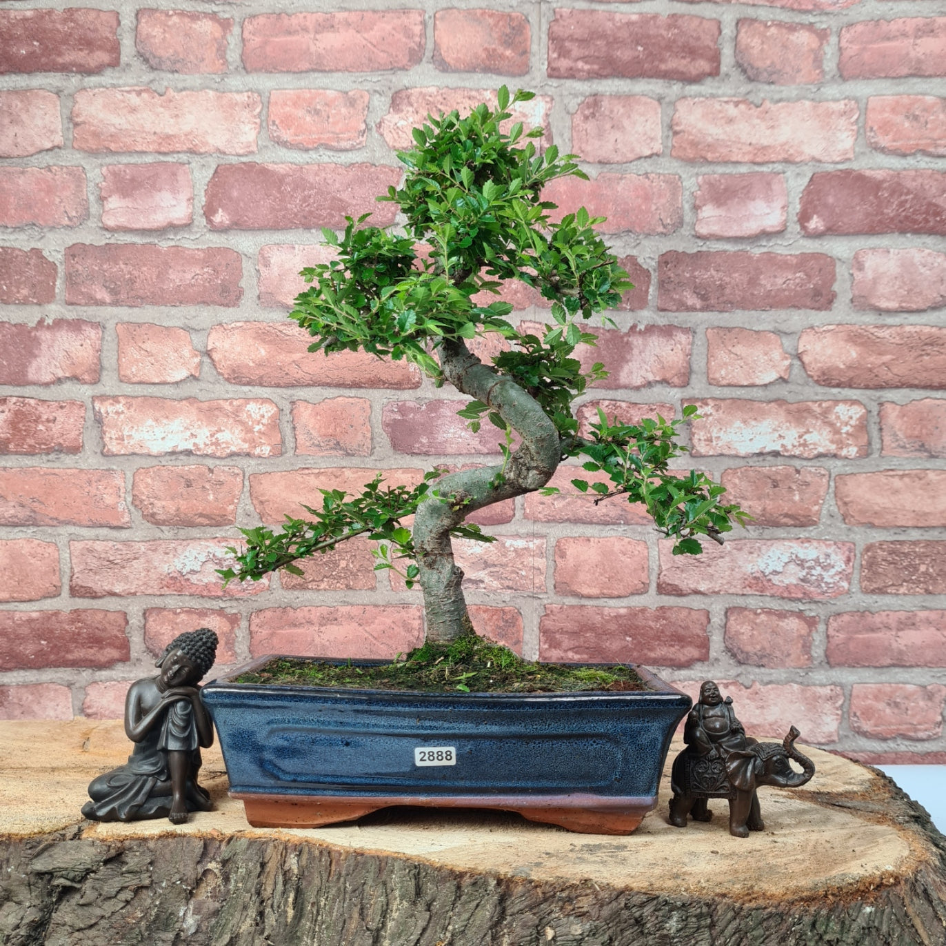 Chinese Elm (Ulmus Parvifolia) Bonsai Tree | Shaped | In 25cm Pot  | S251971
