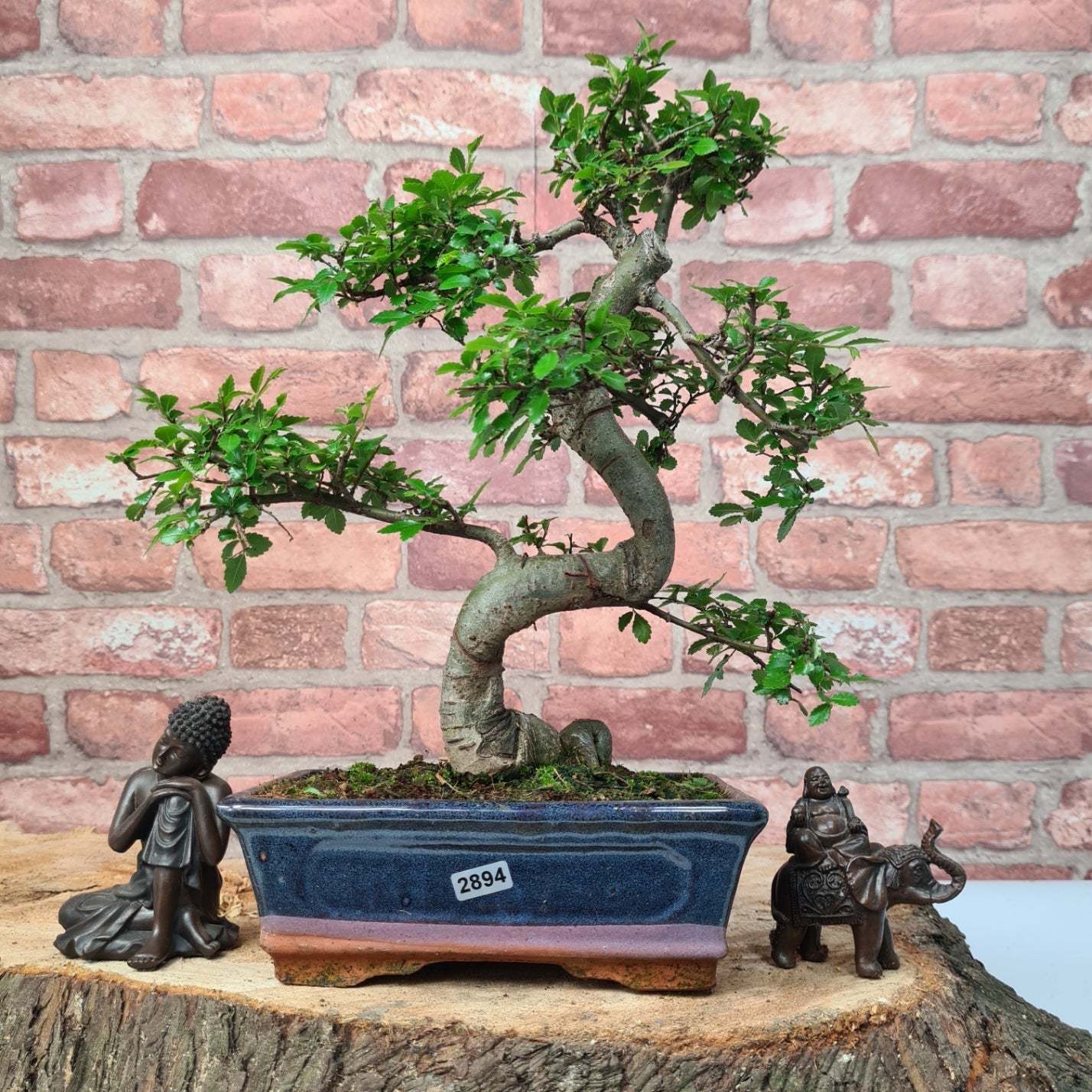 Chinese Elm (Ulmus Parvifolia) Bonsai Tree | Shaped | In 20cm Pot S25882