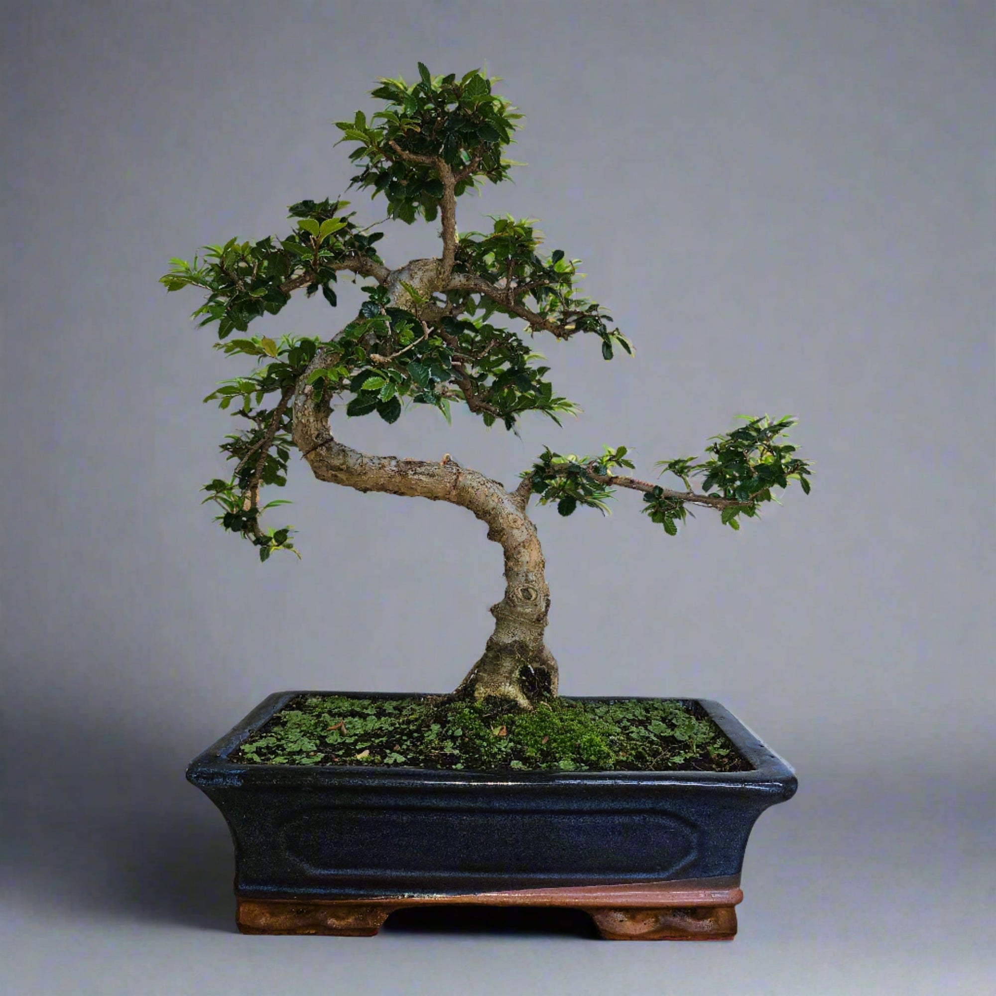Chinese Elm (Ulmus Parvifolia) Bonsai Tree | Shaped | In 30cm Pot  | S251972