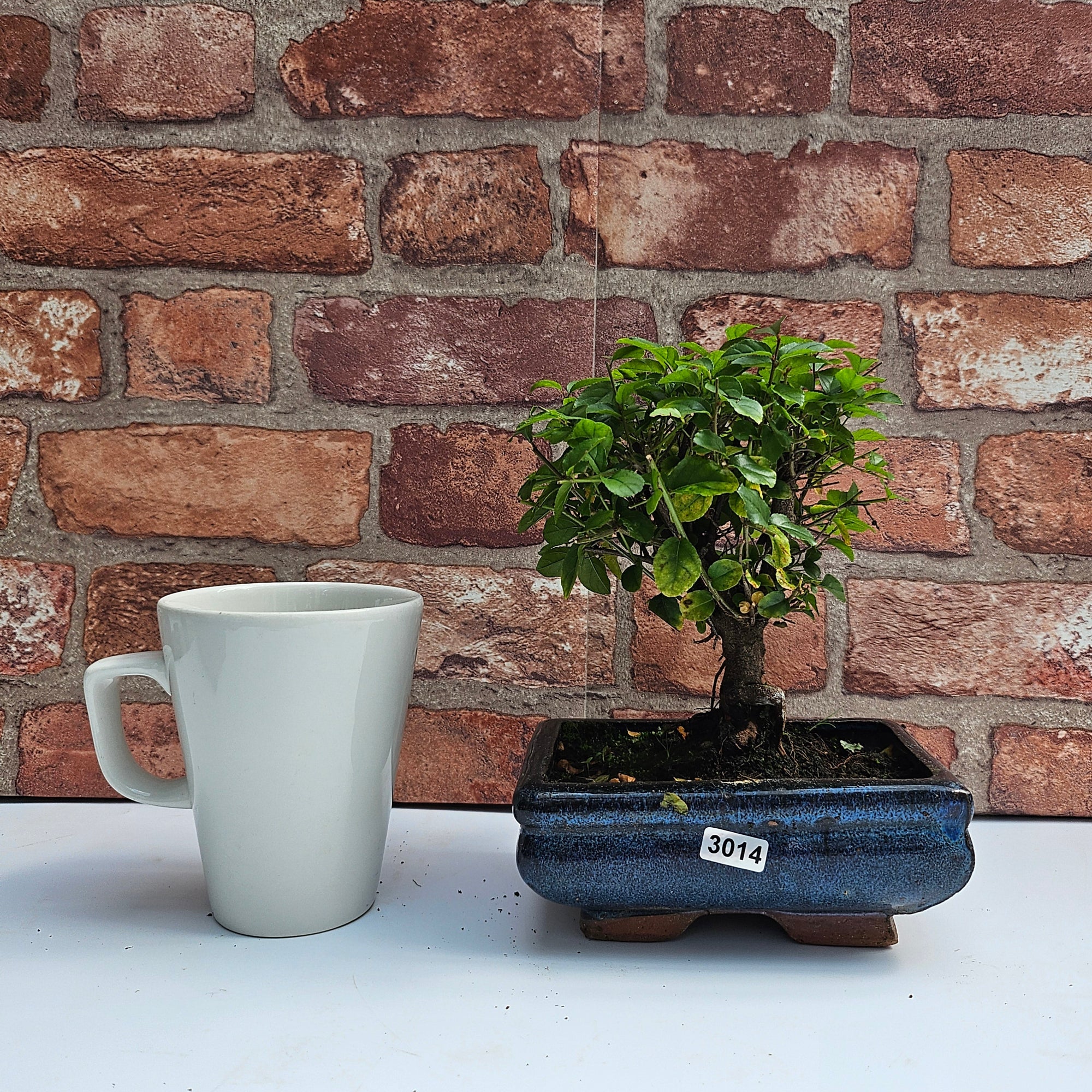Bird Plum (Sageretia) Bonsai Tree | Broom | In 15cm Pot  | S251964