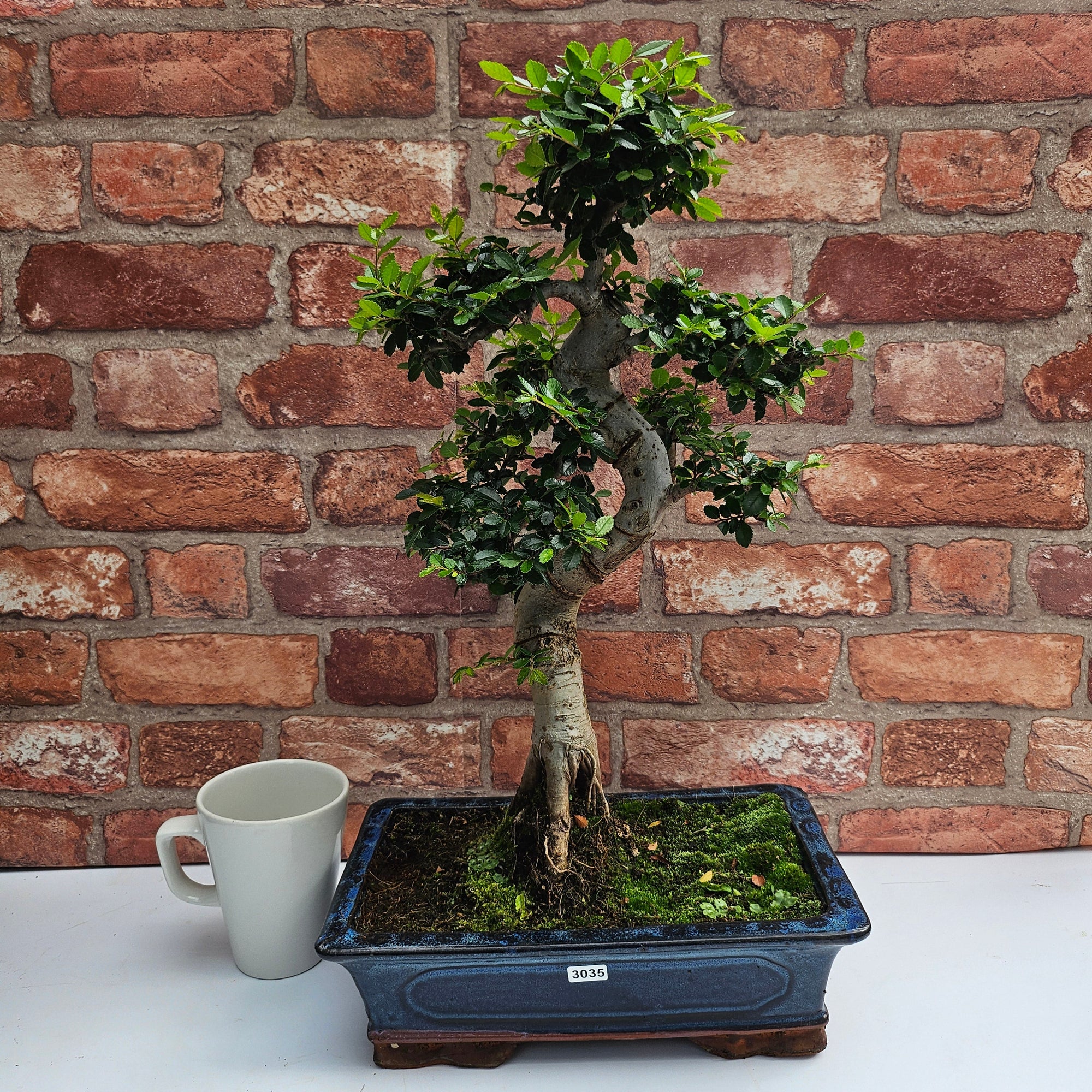 Chinese Elm (Ulmus Parvifolia) Bonsai Tree | Shaped | In 30cm Pot  | S251972