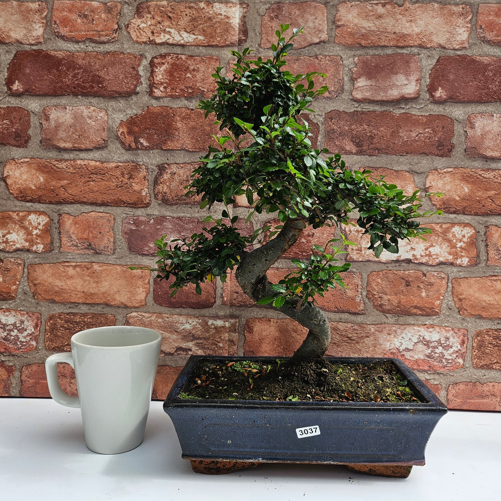 Chinese Elm (Ulmus Parvifolia) Bonsai Tree | Shaped | In 25cm Pot  | S251971