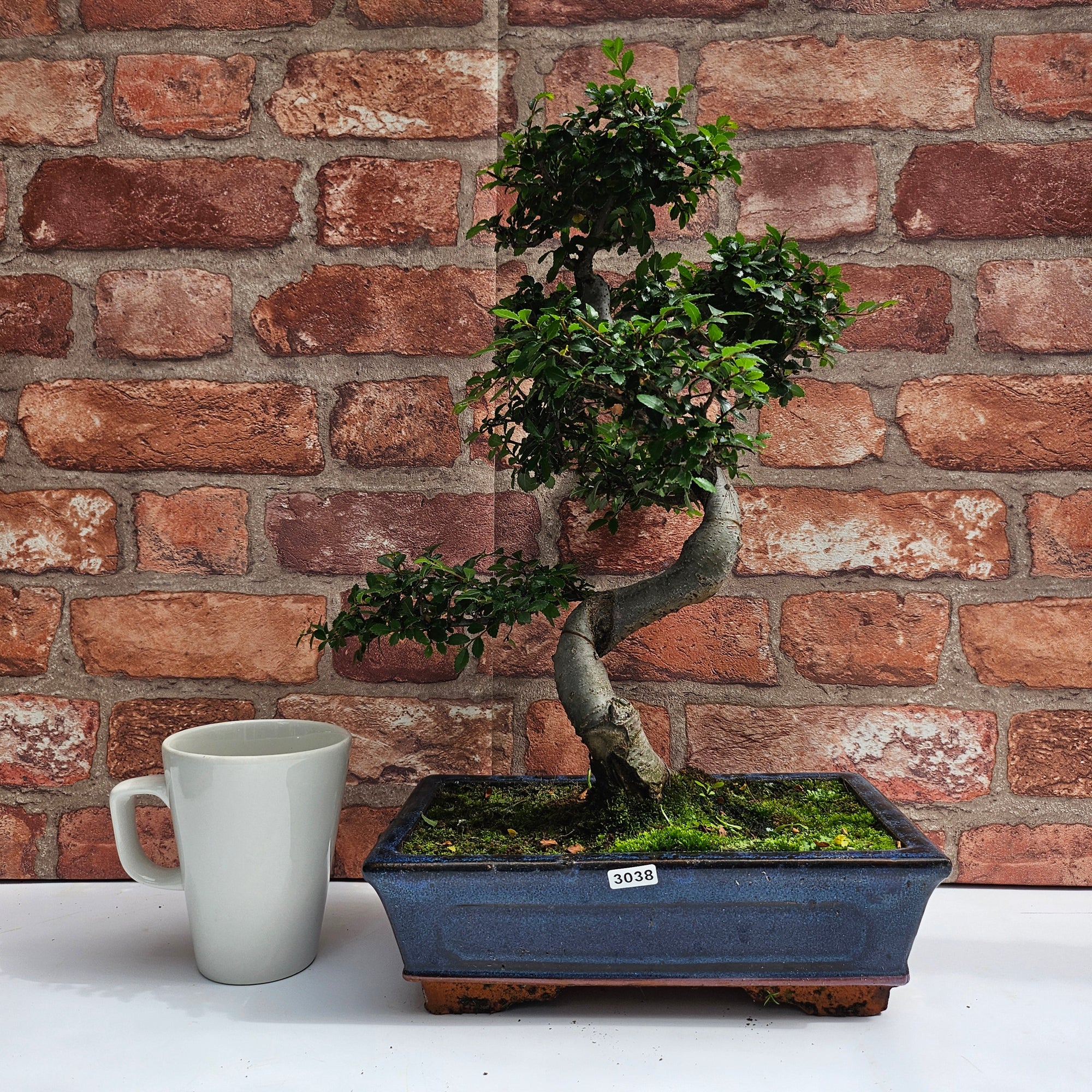 Chinese Elm (Ulmus Parvifolia) Bonsai Tree | Shaped | In 25cm Pot  | S251971