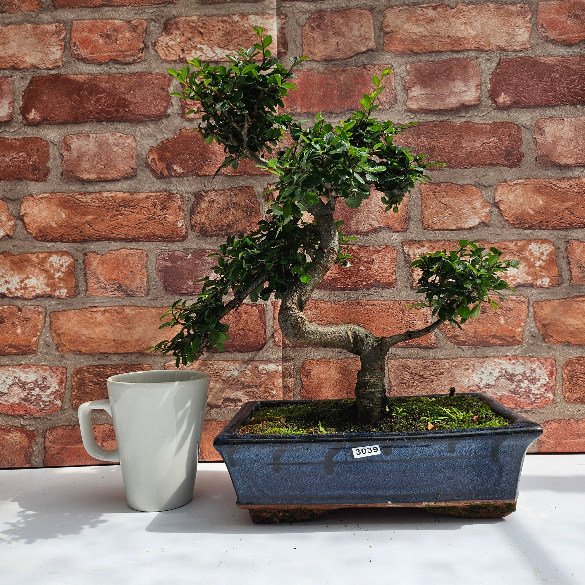 Chinese Elm (Ulmus Parvifolia) Bonsai Tree | Shaped | In 25cm Pot  | S251971