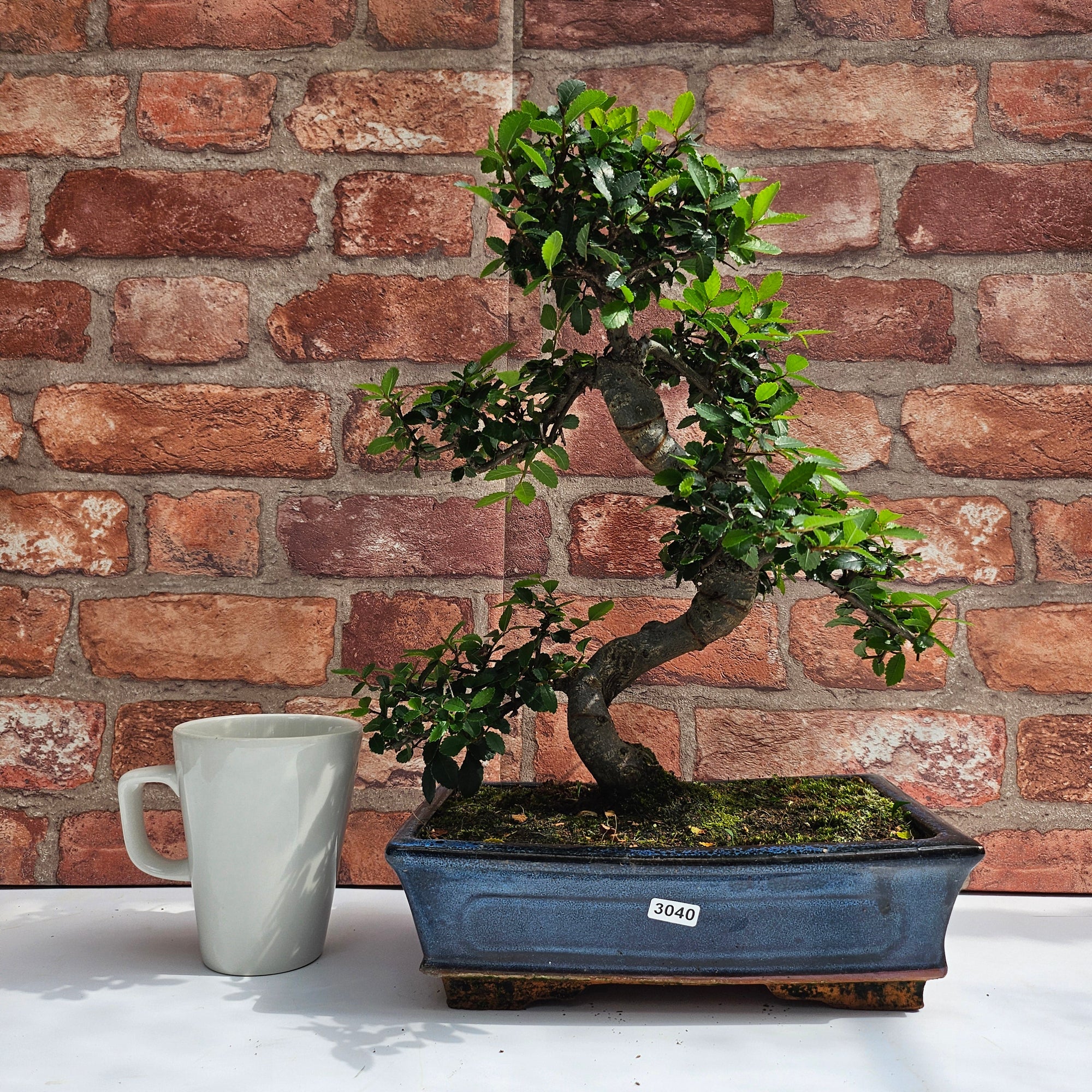 Chinese Elm (Ulmus Parvifolia) Bonsai Tree | Shaped | In 25cm Pot  | S251971