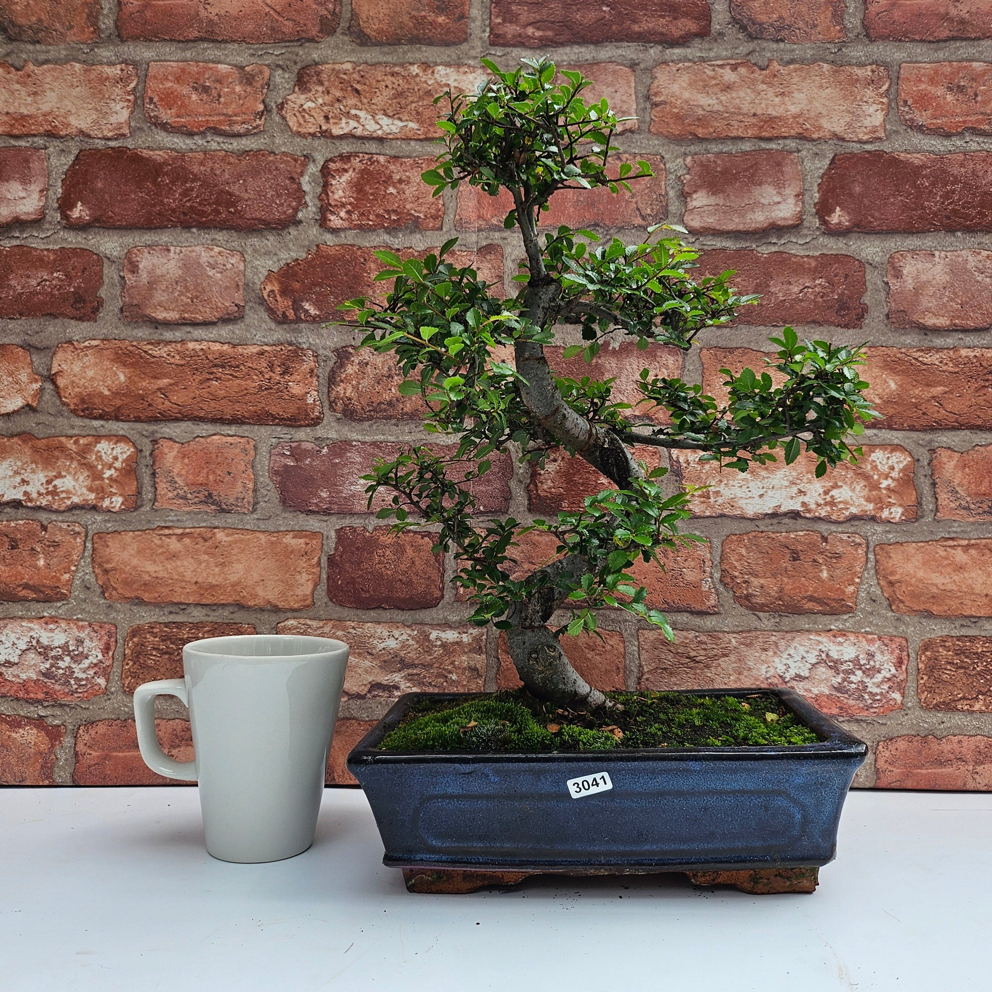 Chinese Elm (Ulmus Parvifolia) Bonsai Tree | Shaped | In 25cm Pot  | S251971