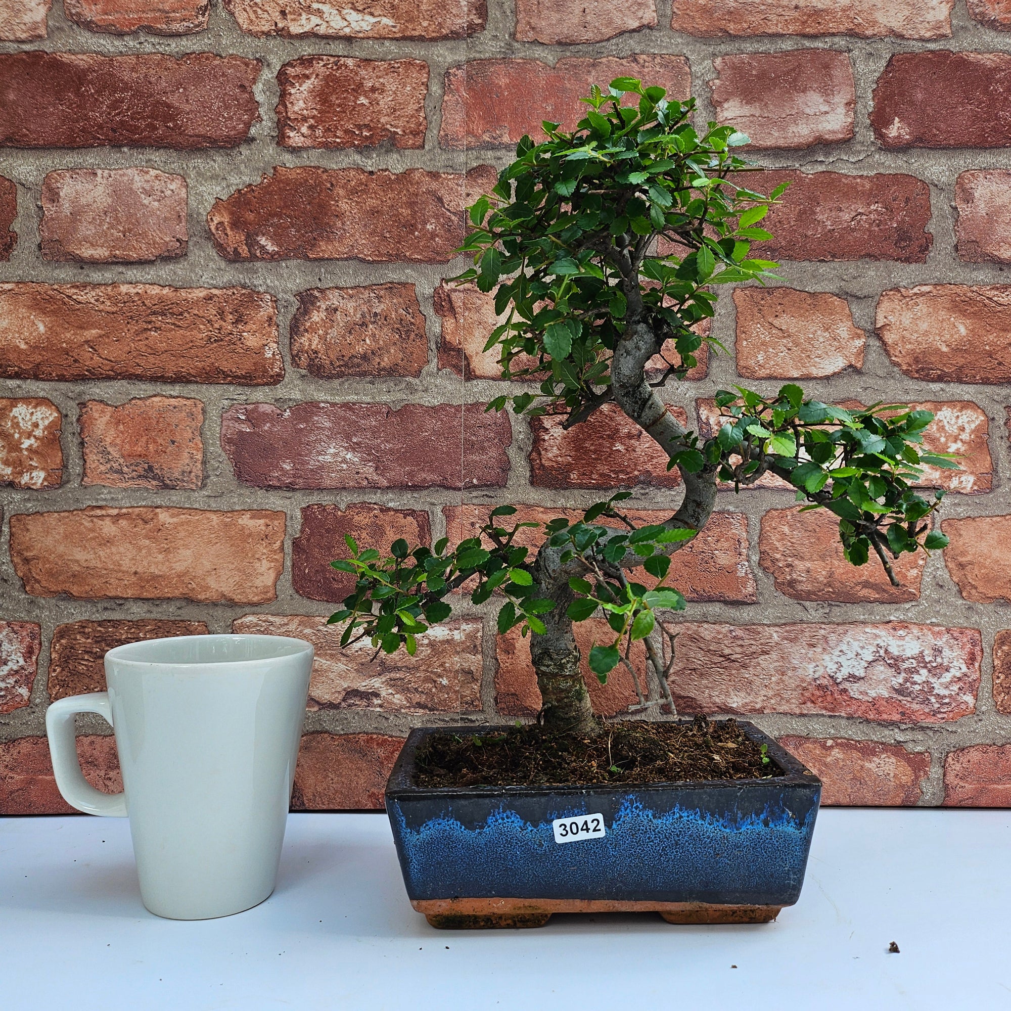 Chinese Elm (Ulmus Parvifolia) Bonsai Tree | Shaped | In 20cm Pot S25882