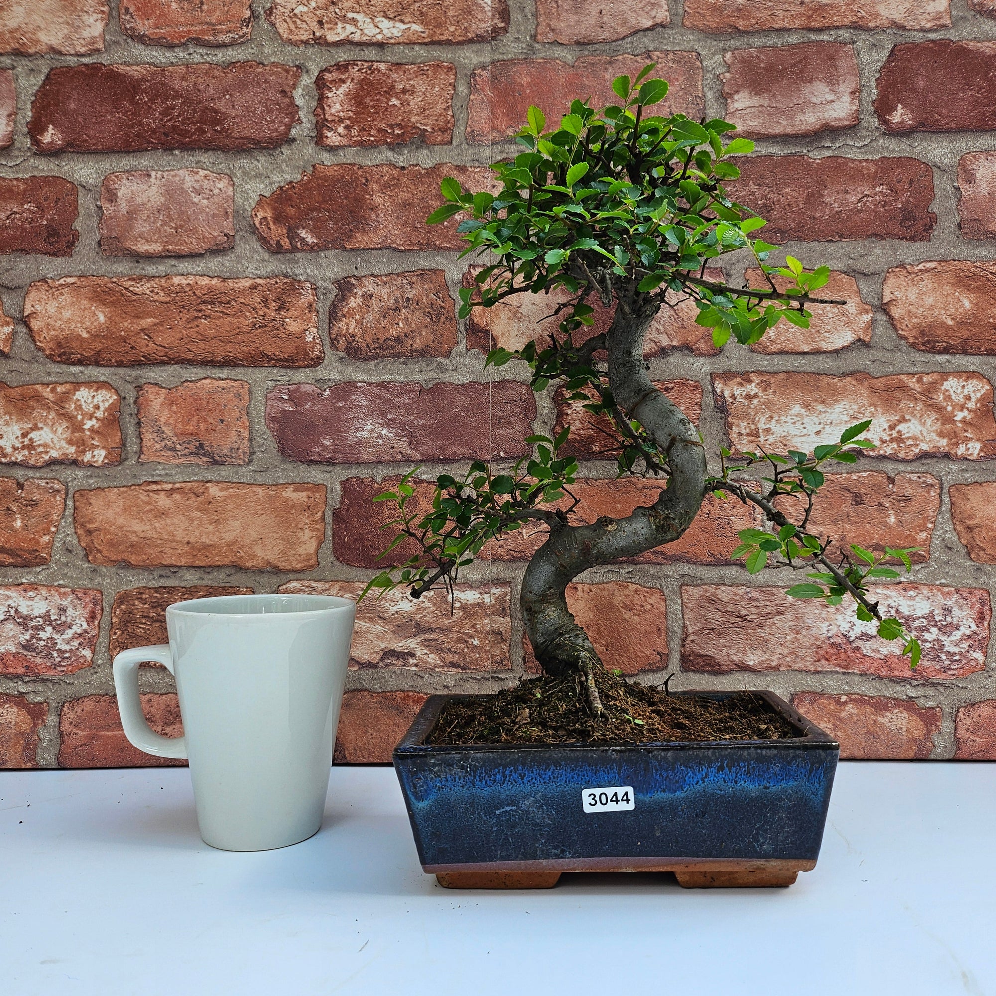 Chinese Elm (Ulmus Parvifolia) Bonsai Tree | Shaped | In 20cm Pot S25882
