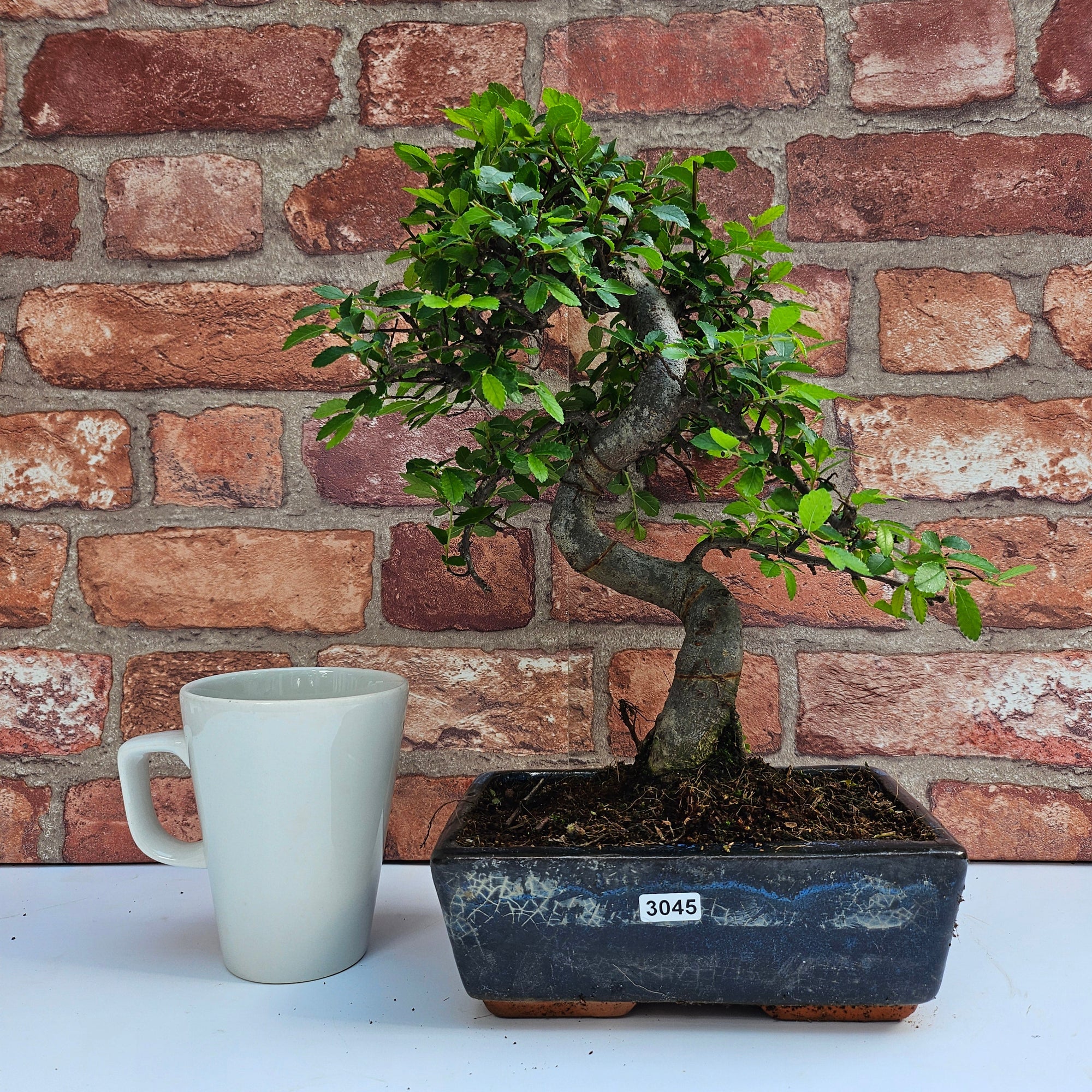 Chinese Elm (Ulmus Parvifolia) Bonsai Tree | Shaped | In 20cm Pot S25882