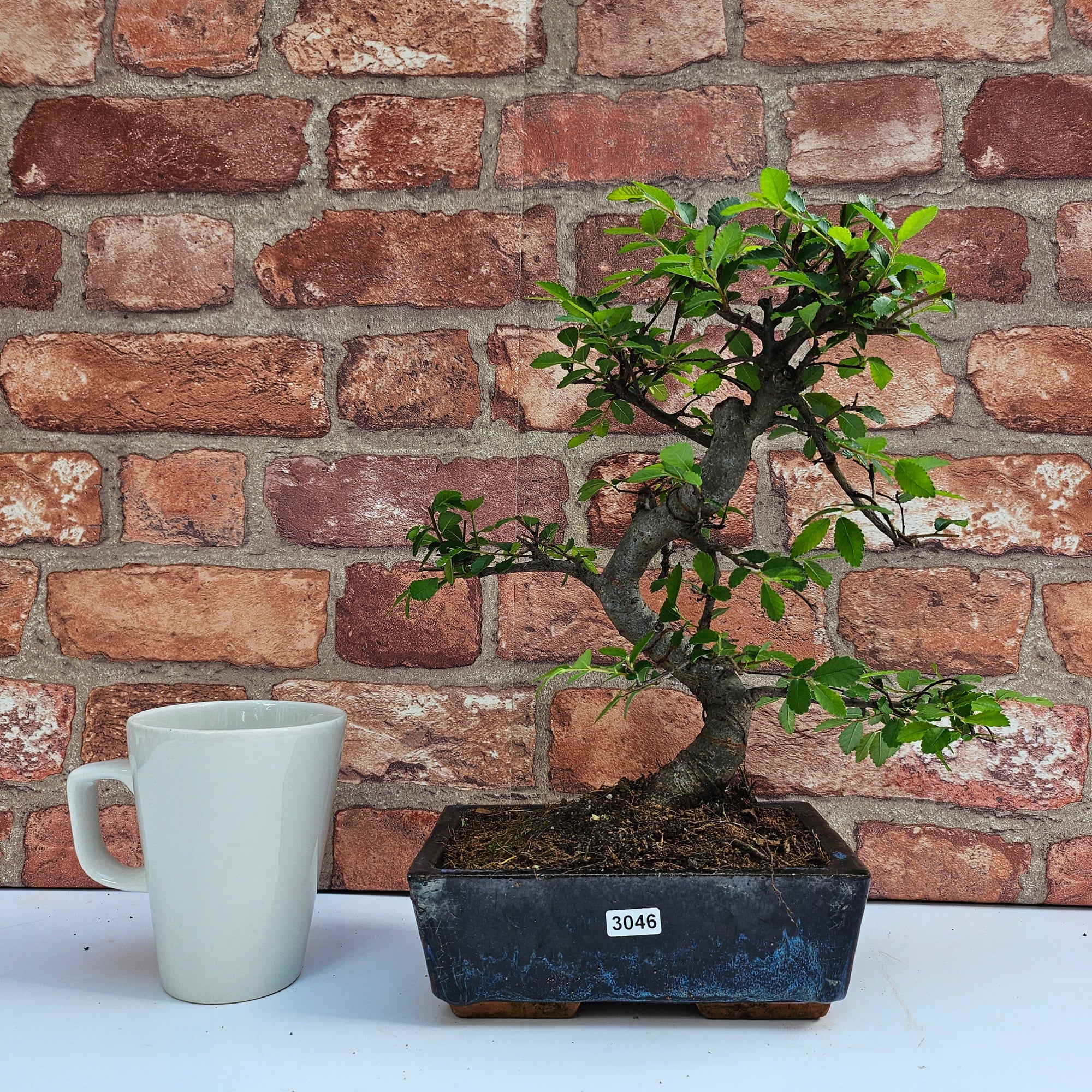 Chinese Elm (Ulmus Parvifolia) Bonsai Tree | Shaped | In 20cm Pot S25882