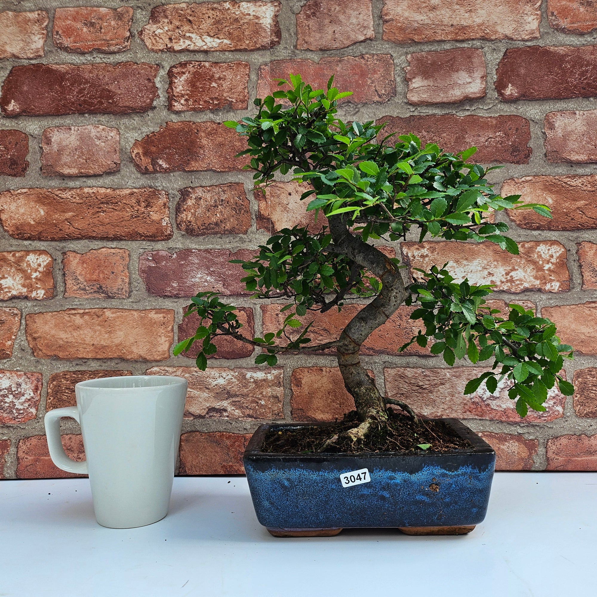 Chinese Elm (Ulmus Parvifolia) Bonsai Tree | Shaped | In 20cm Pot S25882