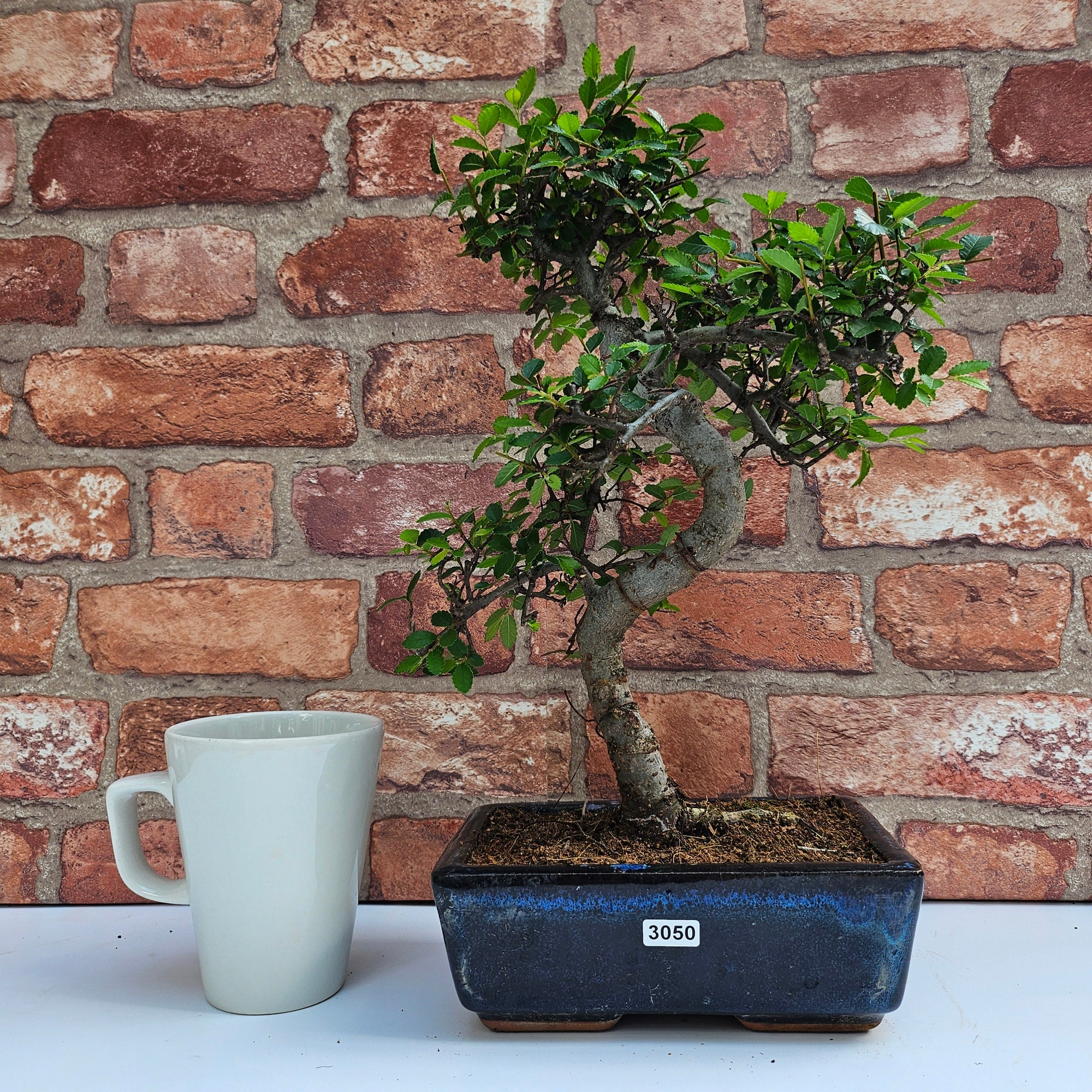 Chinese Elm (Ulmus Parvifolia) Bonsai Tree | Shaped | In 20cm Pot S25882