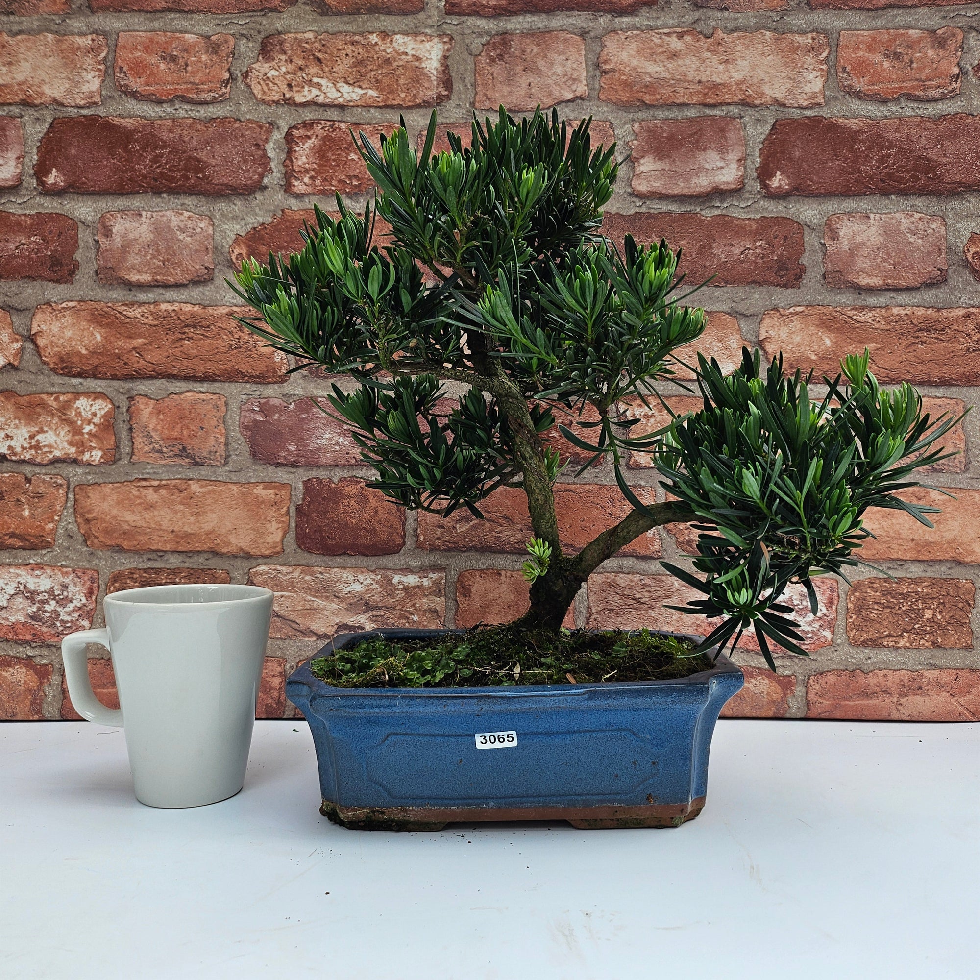 Buddhist Pine (Podocarpus Micro) Bonsai Tree | Shaped | In 25cm Pot  | S251973