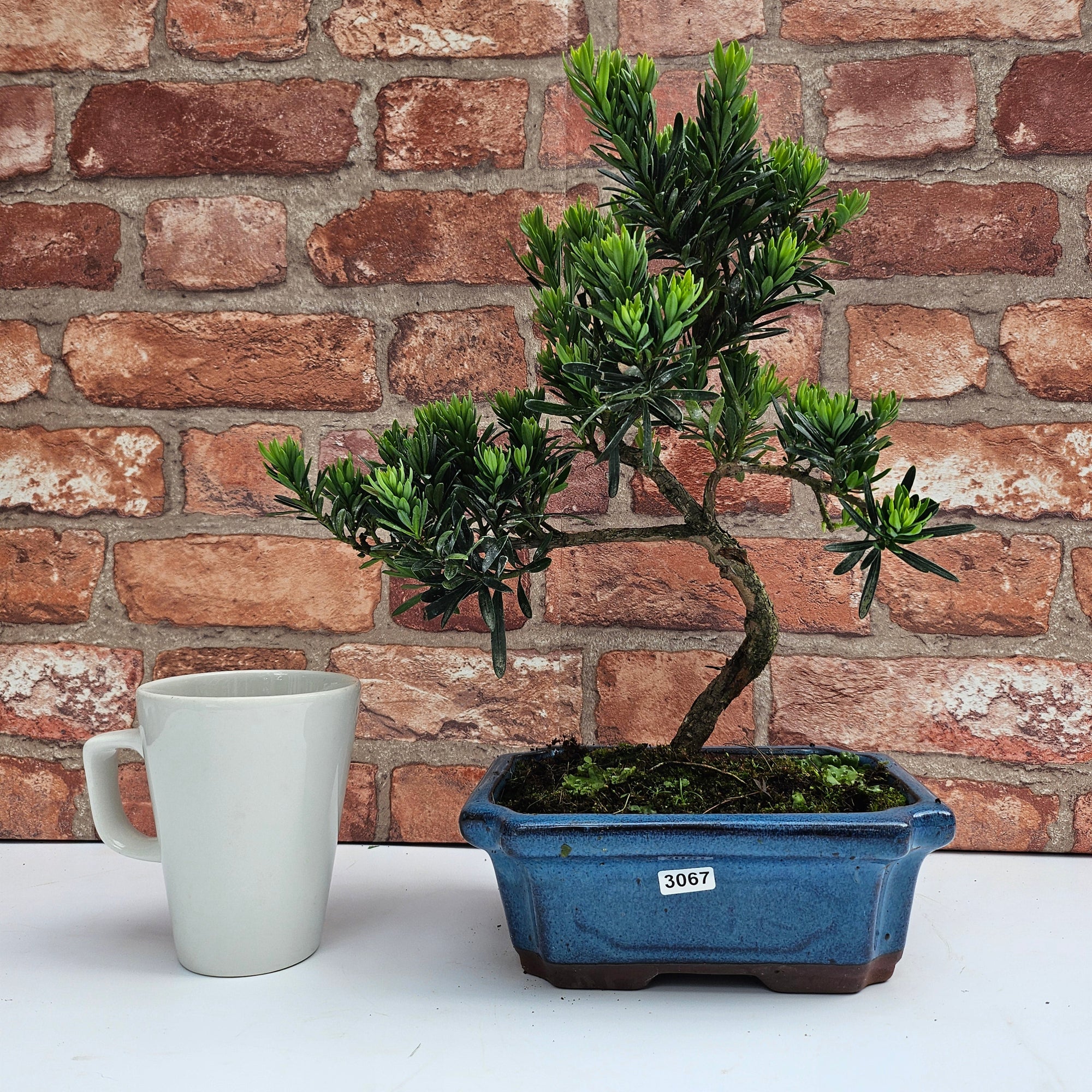 Buddhist Pine (Podocarpus Micro) Bonsai Tree | Shaped | In 20cm Pot  S25883