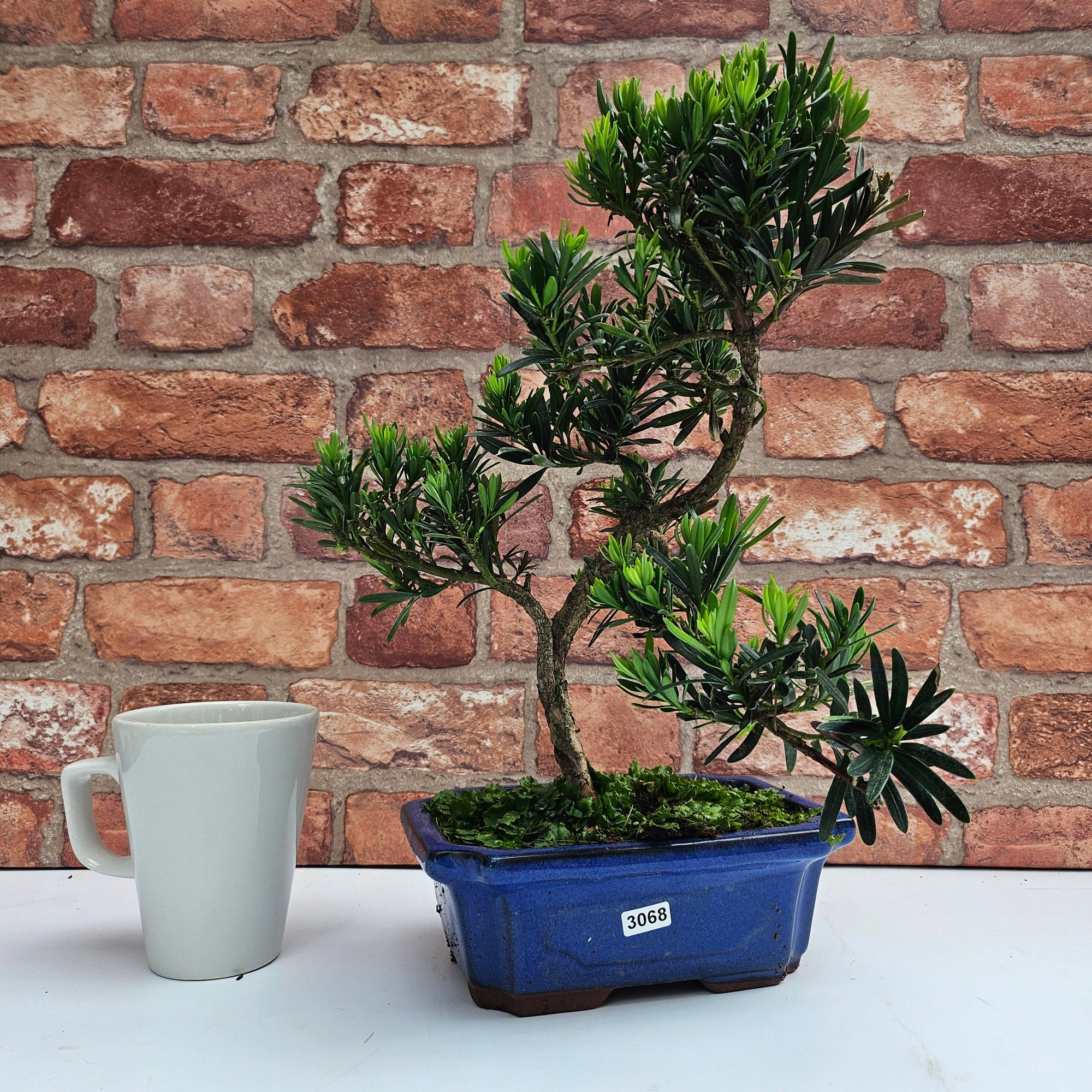 Buddhist Pine (Podocarpus Micro) Bonsai Tree | Shaped | In 20cm Pot  S25883