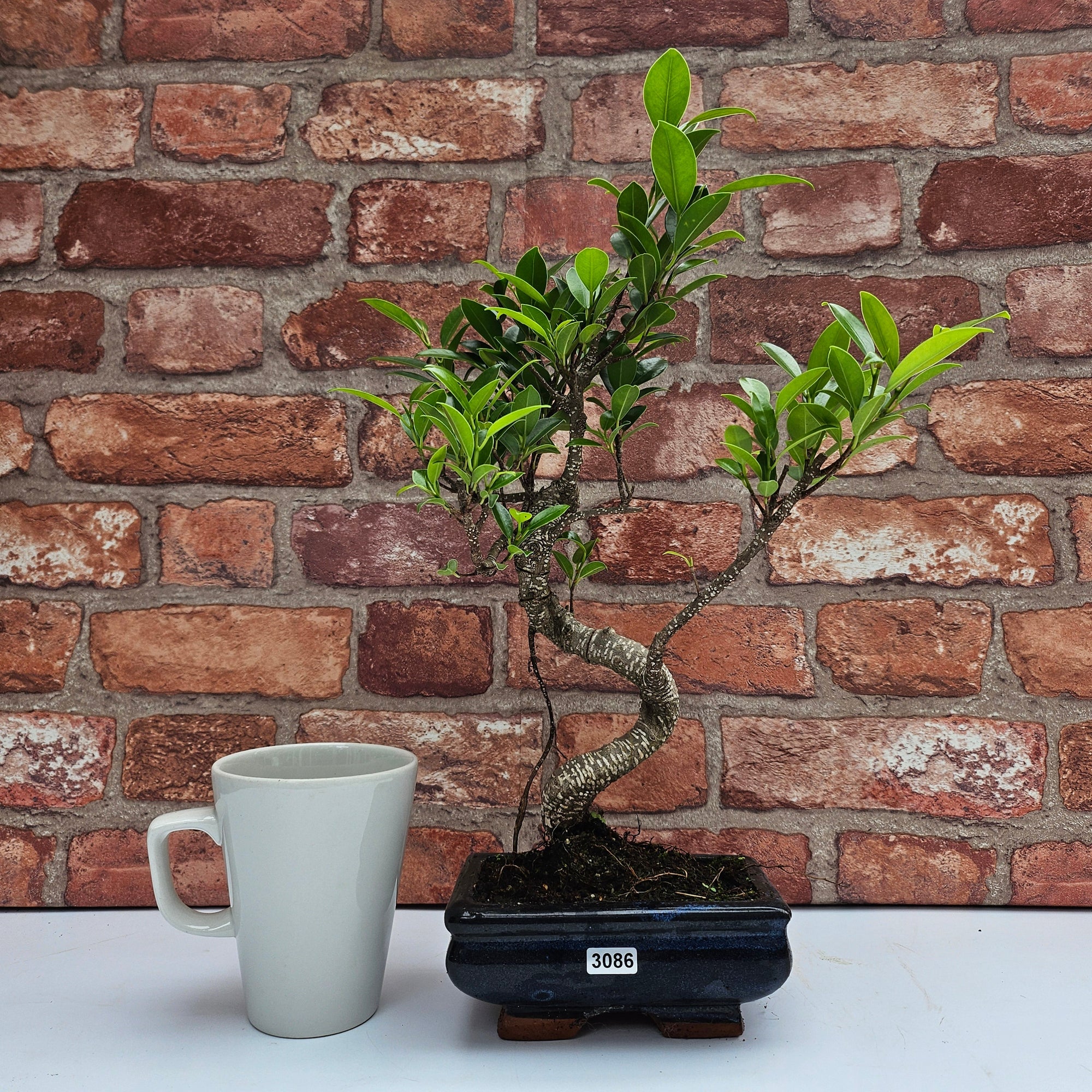 Ficus Microcarpa (Banyan Fig) Indoor Bonsai Tree | Shaped | In 15cm Pot  S25884