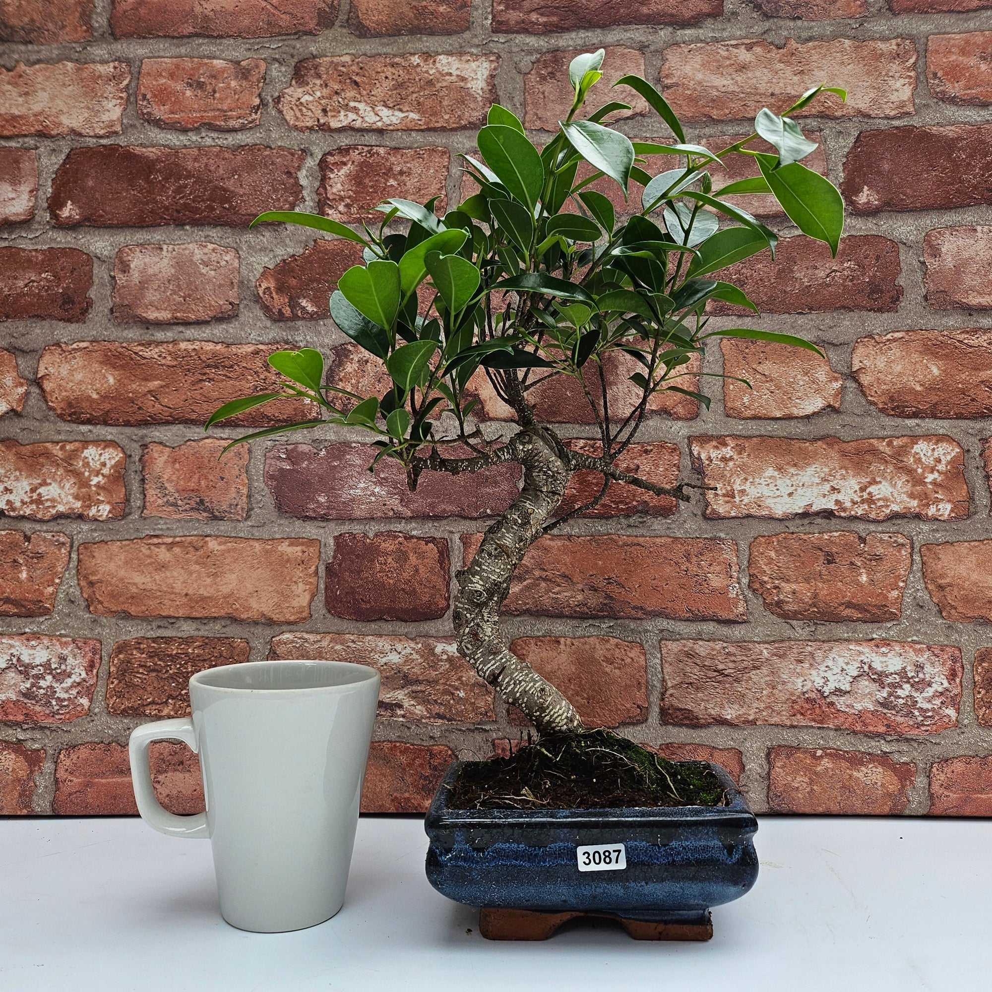 Ficus Microcarpa (Banyan Fig) Indoor Bonsai Tree | Shaped | In 15cm Pot  S25884