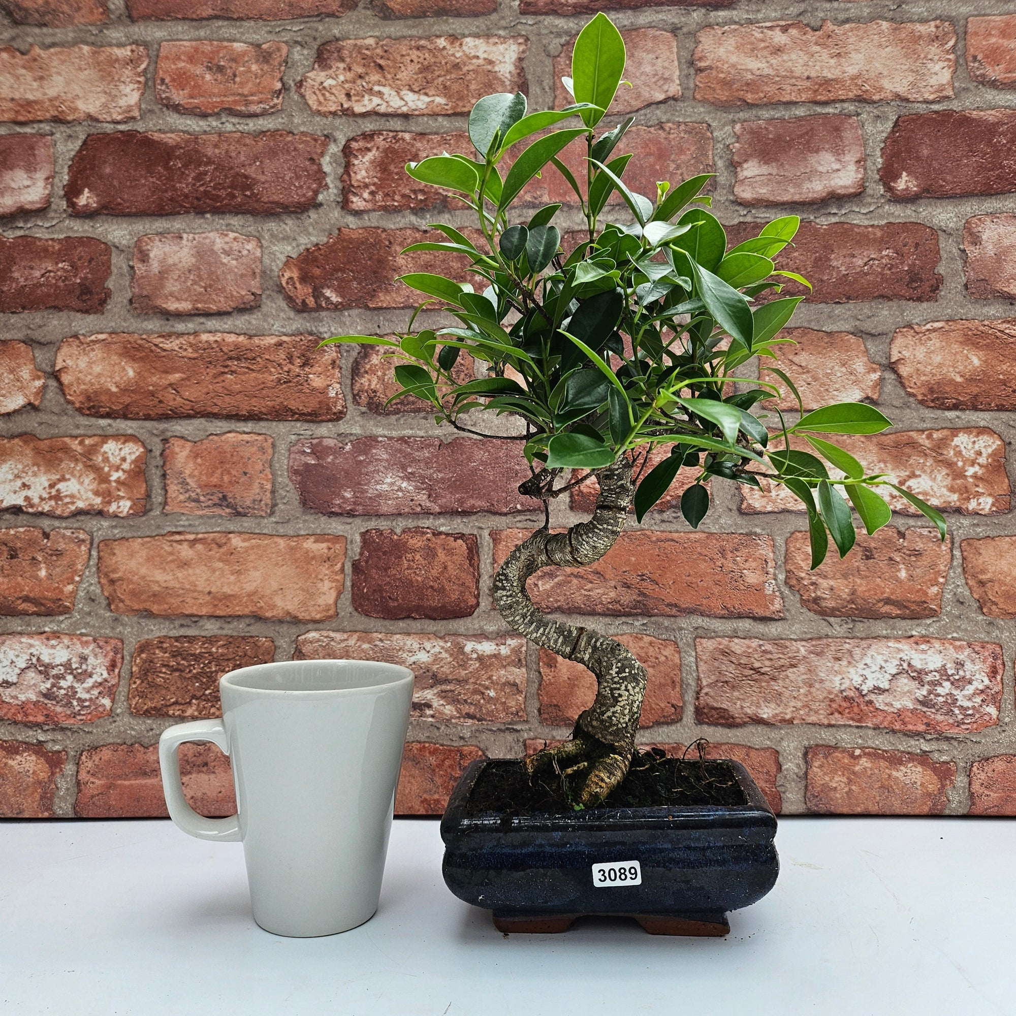 Ficus Microcarpa (Banyan Fig) Indoor Bonsai Tree | Shaped | In 15cm Pot  S25884