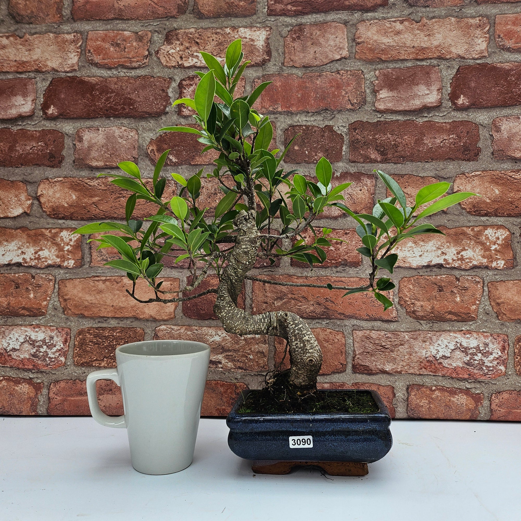 Ficus Microcarpa (Banyan Fig) Indoor Bonsai Tree | Shaped | In 15cm Pot  S25884