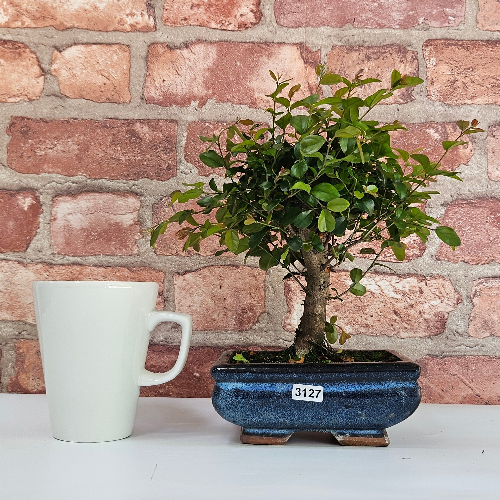 Bird Plum (Sageretia) Bonsai Tree | Broom | In 15cm Pot  | S251964