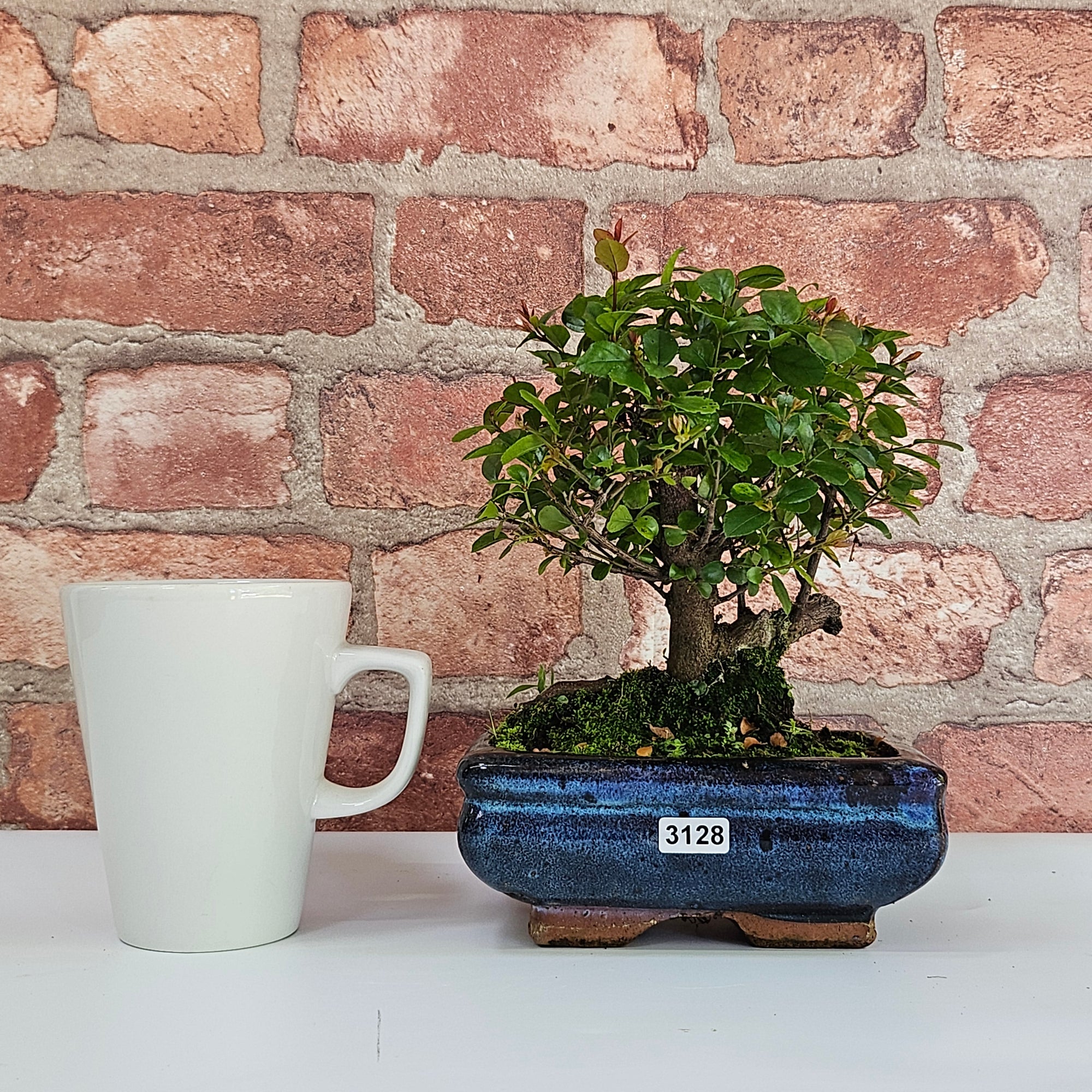 Bird Plum (Sageretia) Bonsai Tree | Broom | In 15cm Pot  | S251964