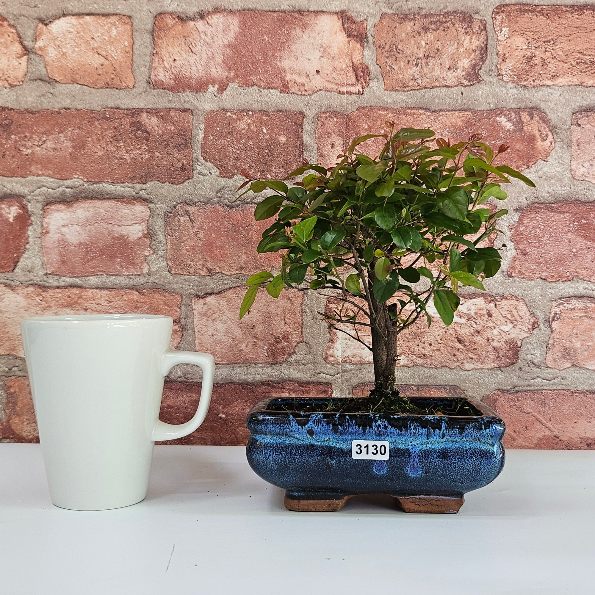 Bird Plum (Sageretia) Bonsai Tree | Broom | In 15cm Pot  | S251964