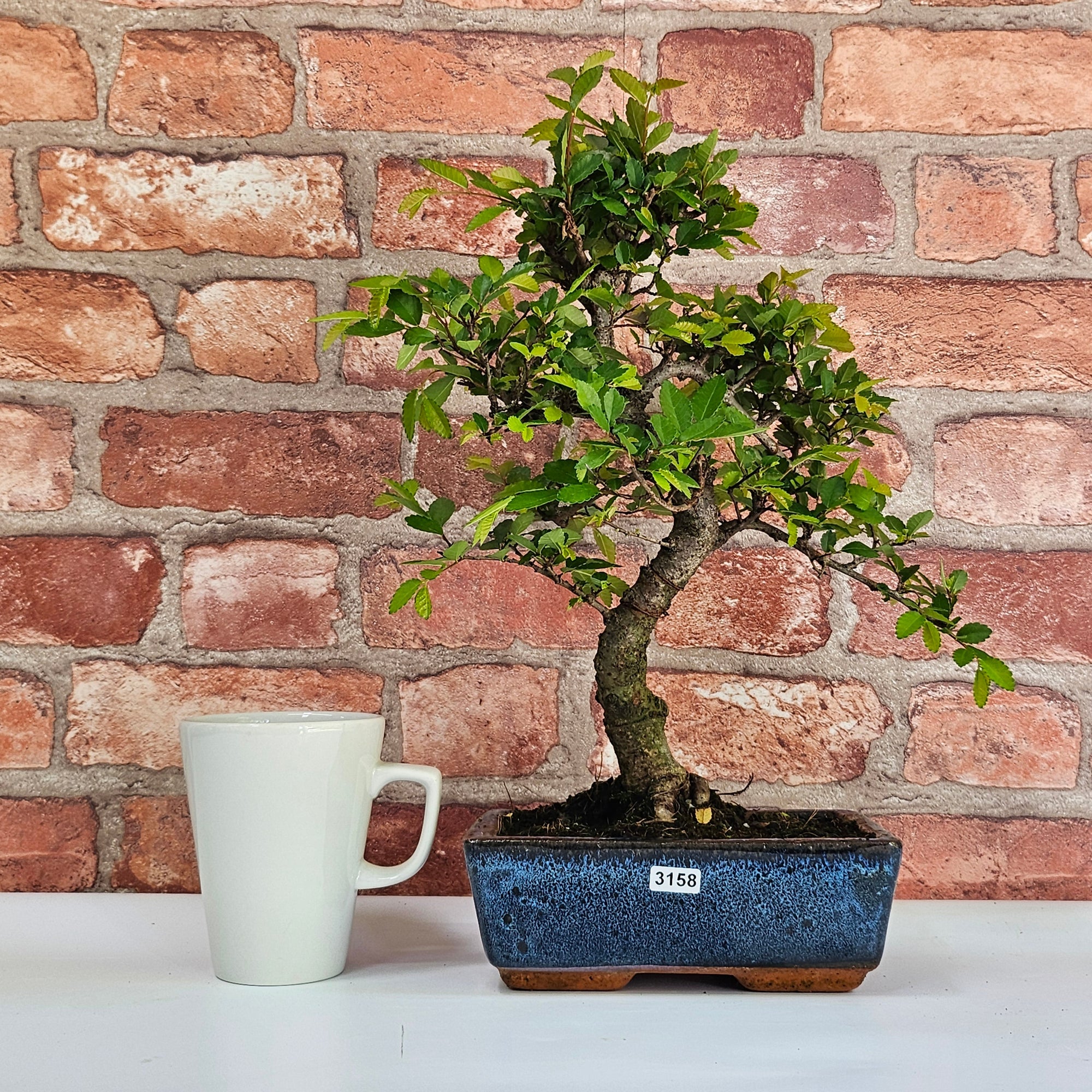 Chinese Elm (Ulmus Parvifolia) Bonsai Tree | Shaped | In 20cm Pot S25882