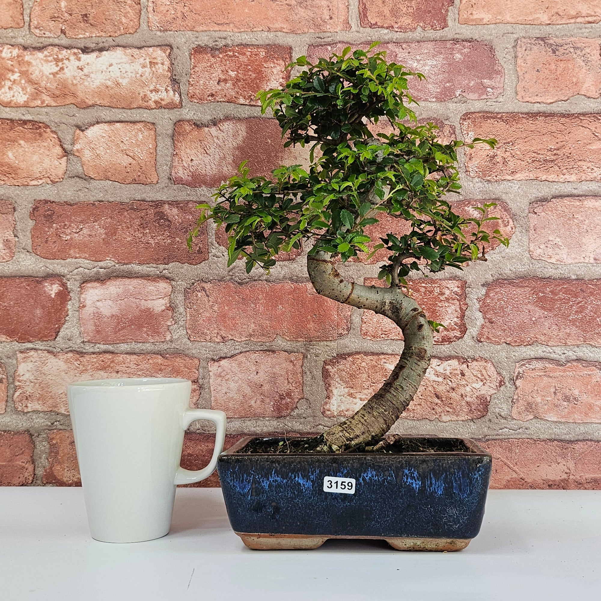 Chinese Elm (Ulmus Parvifolia) Bonsai Tree | Shaped | In 20cm Pot S25882