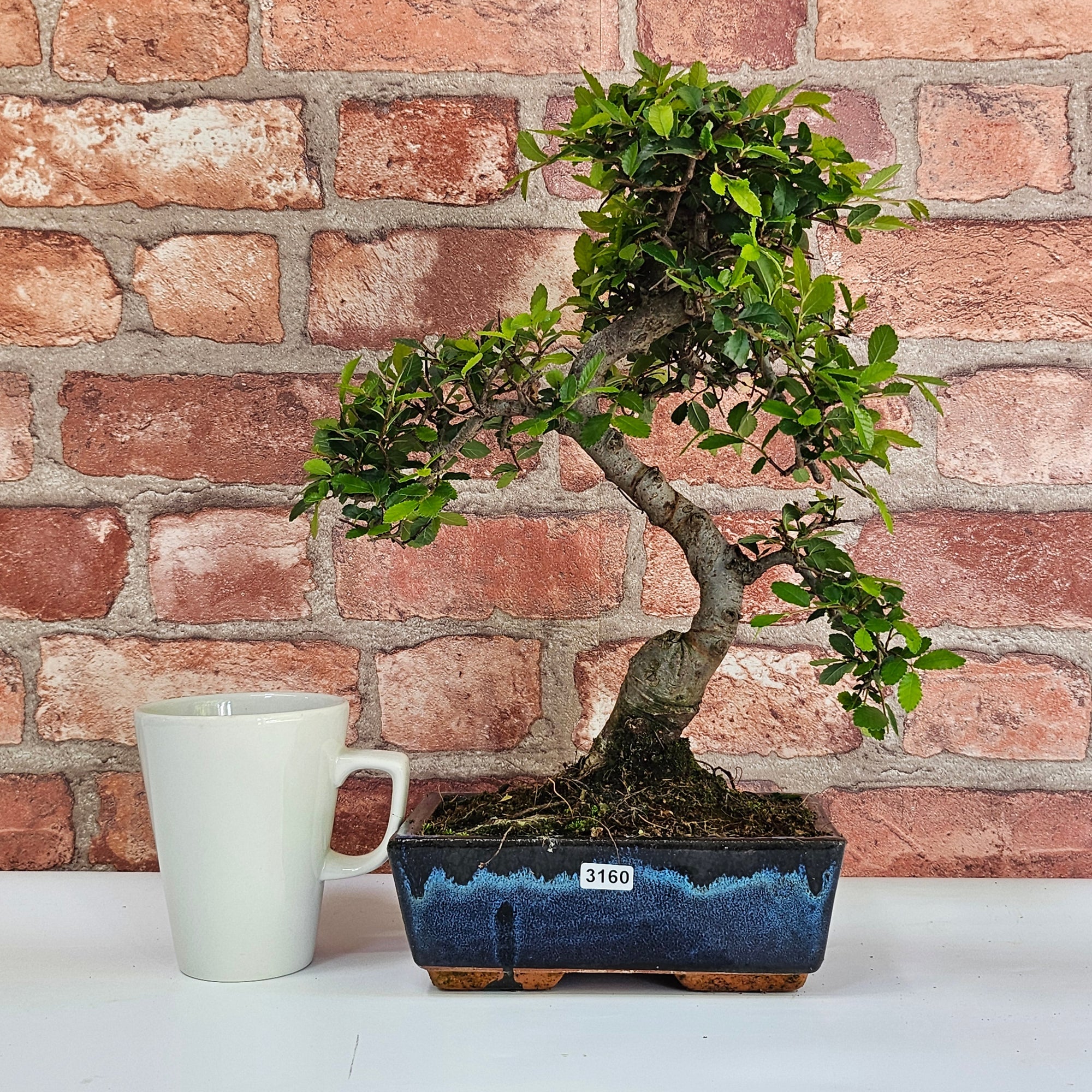 Chinese Elm (Ulmus Parvifolia) Bonsai Tree | Shaped | In 20cm Pot S25882