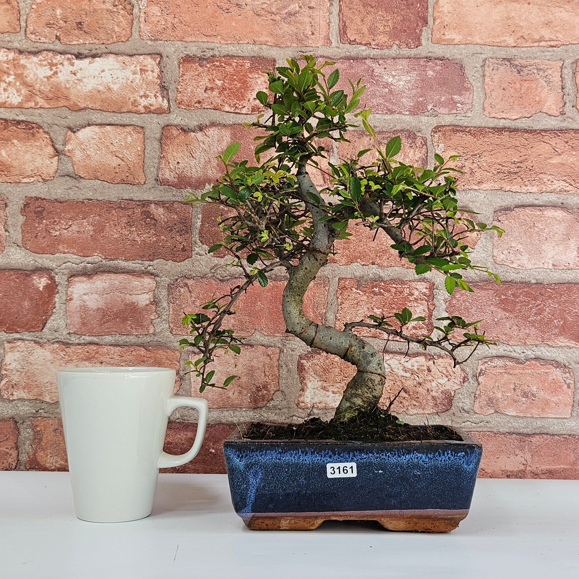 Chinese Elm (Ulmus Parvifolia) Bonsai Tree | Shaped | In 20cm Pot S25882