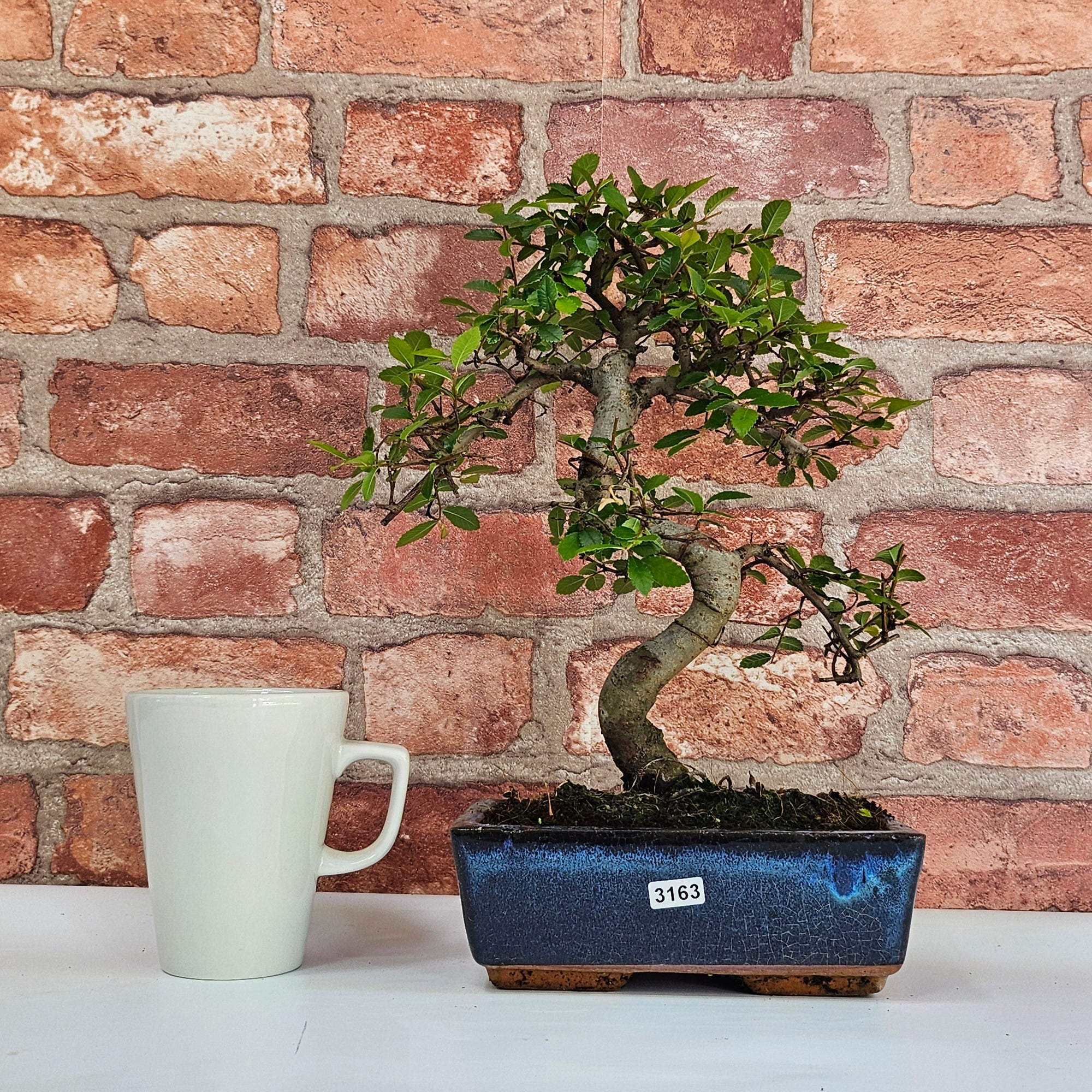 Chinese Elm (Ulmus Parvifolia) Bonsai Tree | Shaped | In 20cm Pot S25882