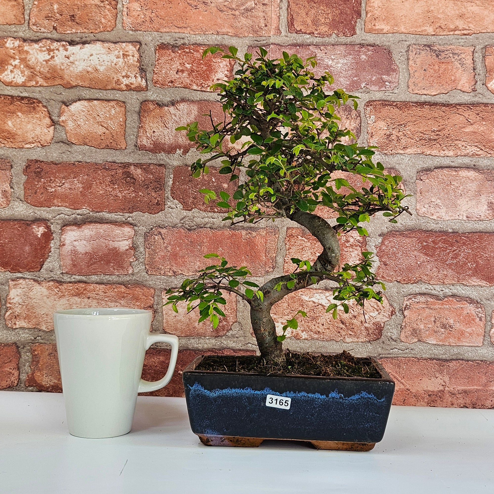 Chinese Elm (Ulmus Parvifolia) Bonsai Tree | Shaped | In 20cm Pot S25882