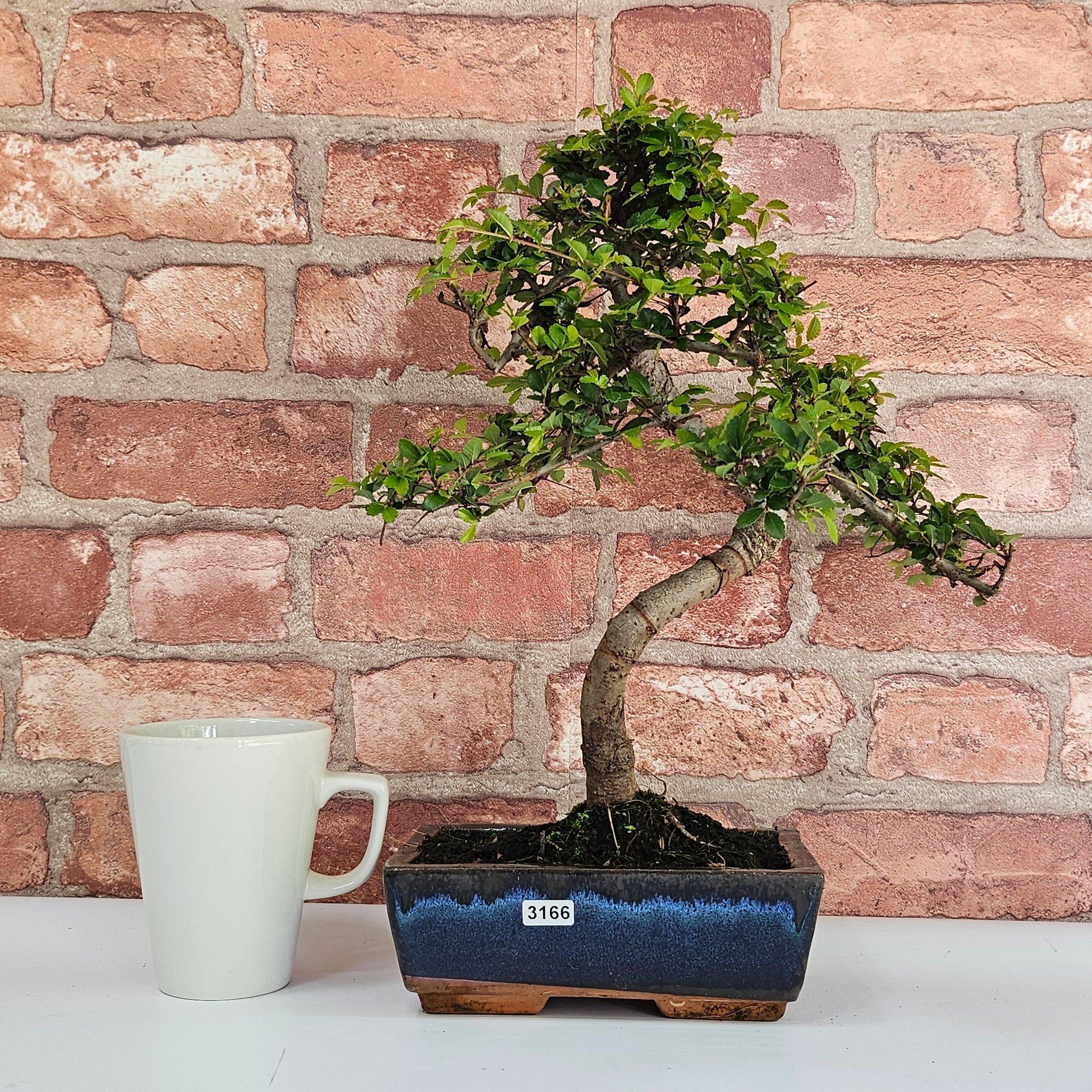 Chinese Elm (Ulmus Parvifolia) Bonsai Tree | Shaped | In 20cm Pot S25882
