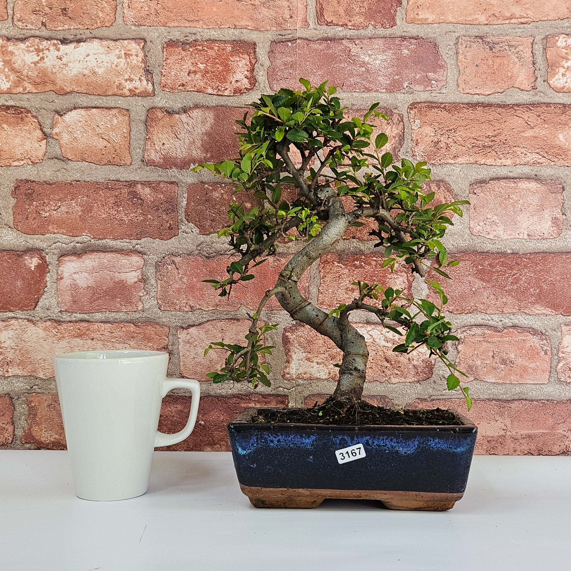 Chinese Elm (Ulmus Parvifolia) Bonsai Tree | Shaped | In 20cm Pot S25882