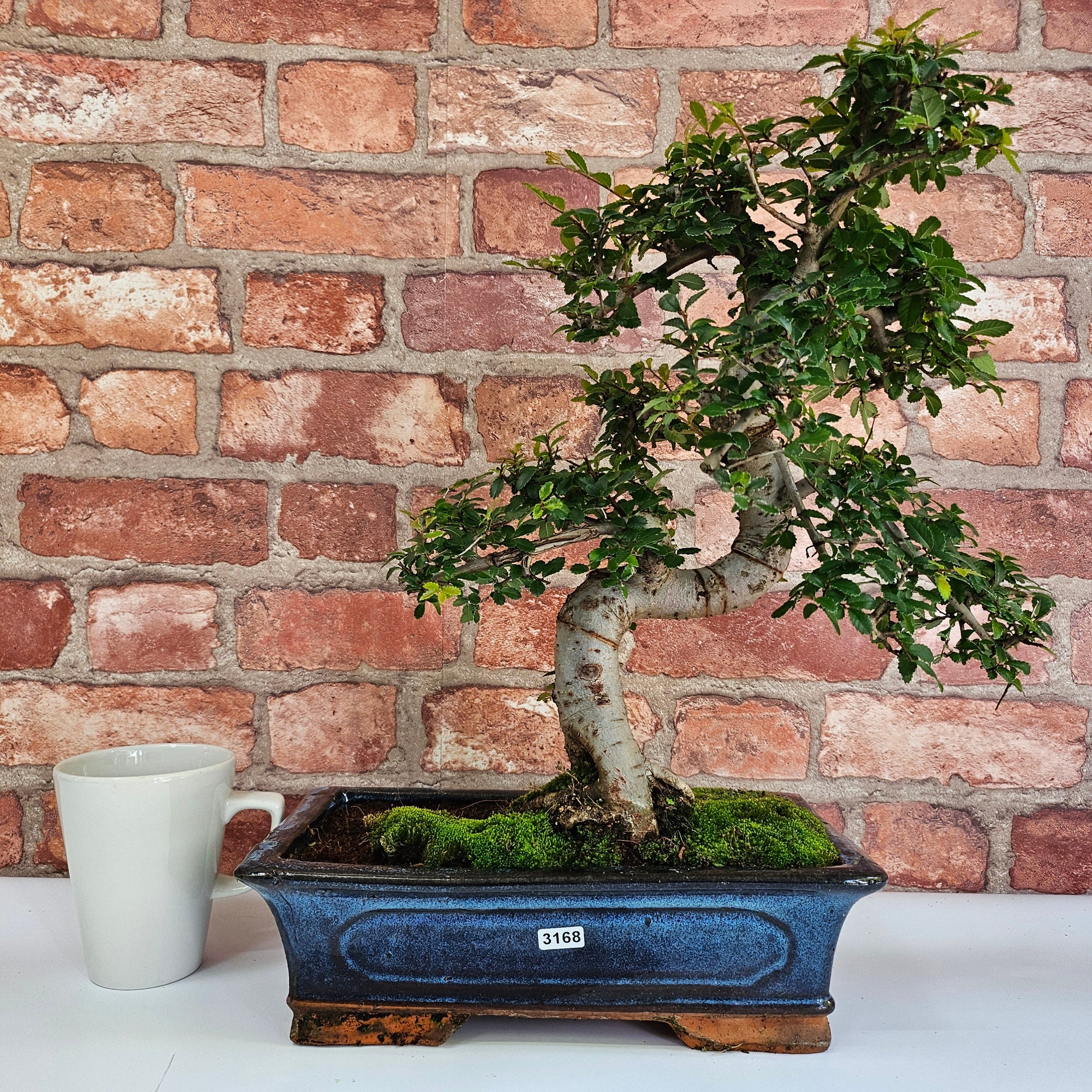 Chinese Elm (Ulmus Parvifolia) Bonsai Tree | Shaped | In 30cm Pot  | S251972