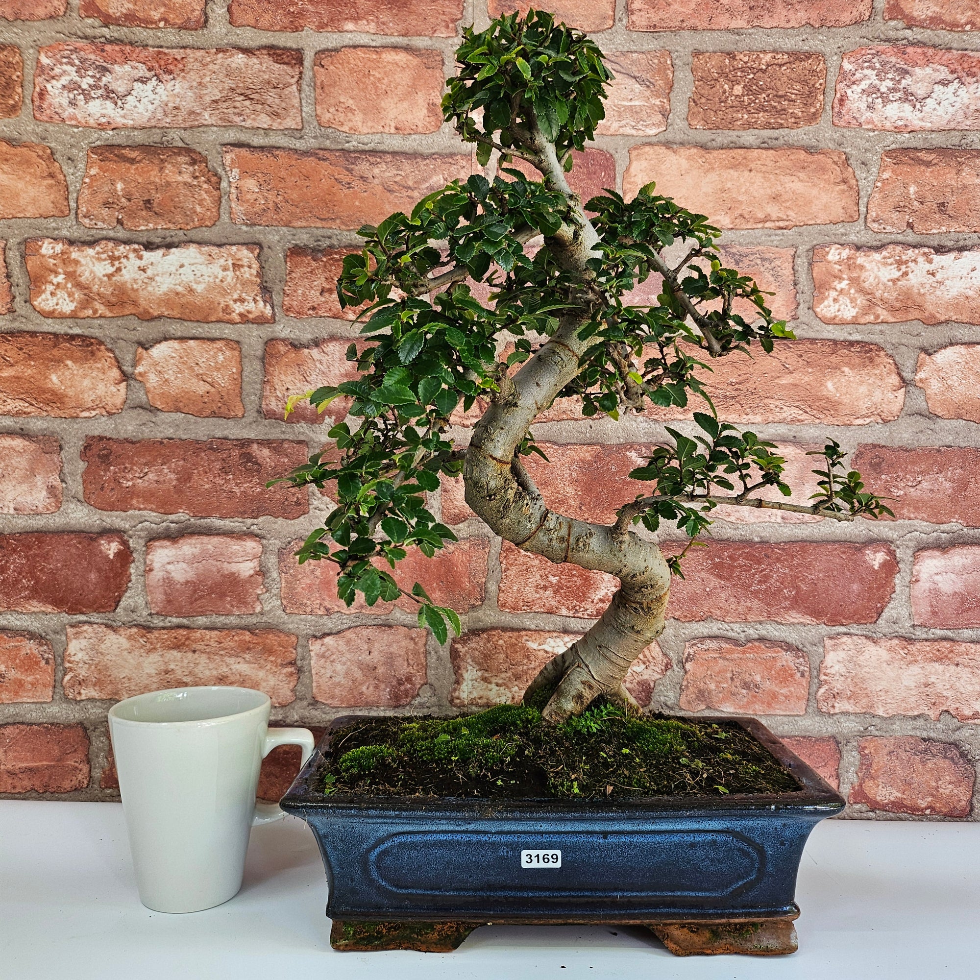 Chinese Elm (Ulmus Parvifolia) Bonsai Tree | Shaped | In 30cm Pot  | S251972