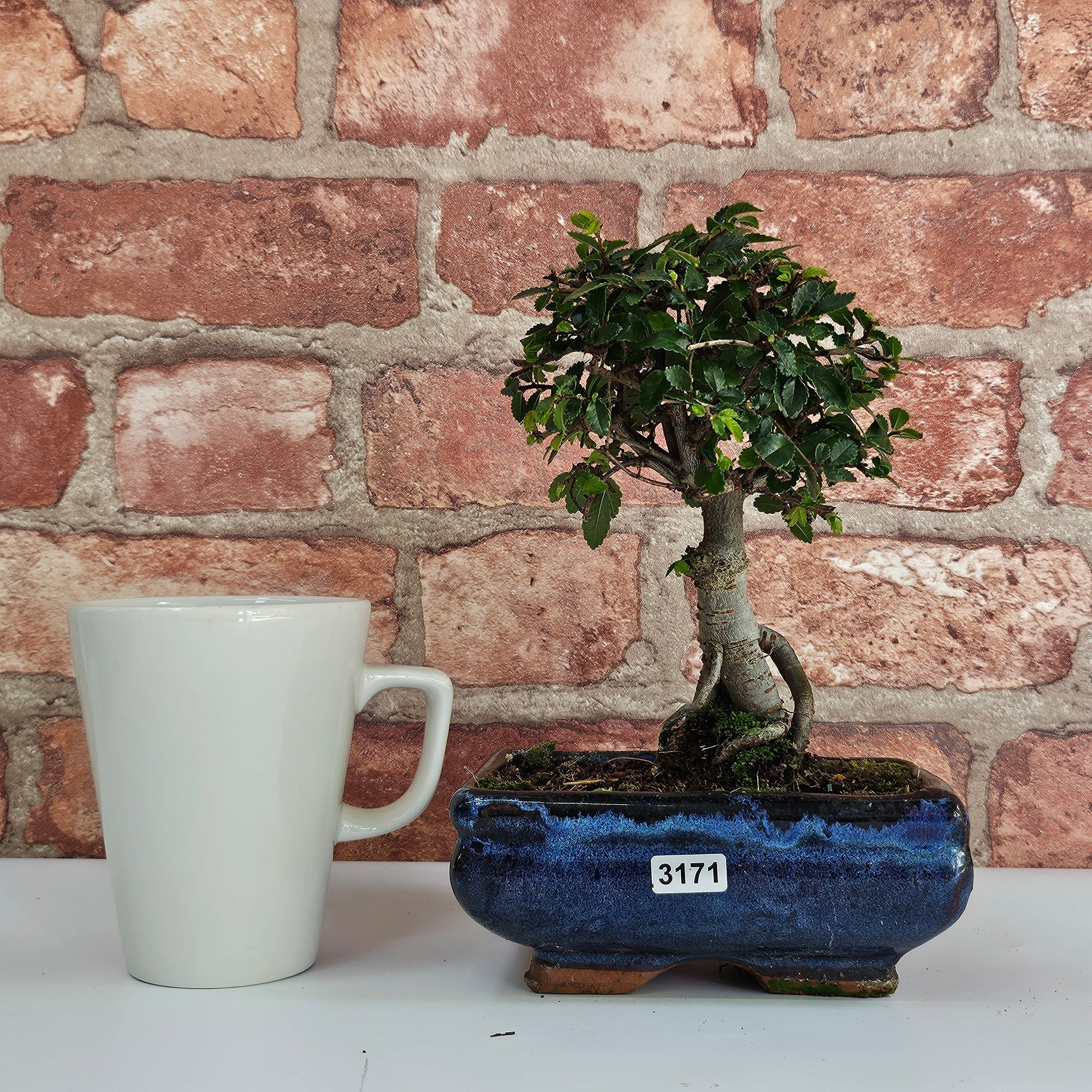 Chinese Elm (Ulmus Parvifolia) Bonsai Tree | Broom | In 15cm Pot  | S251976