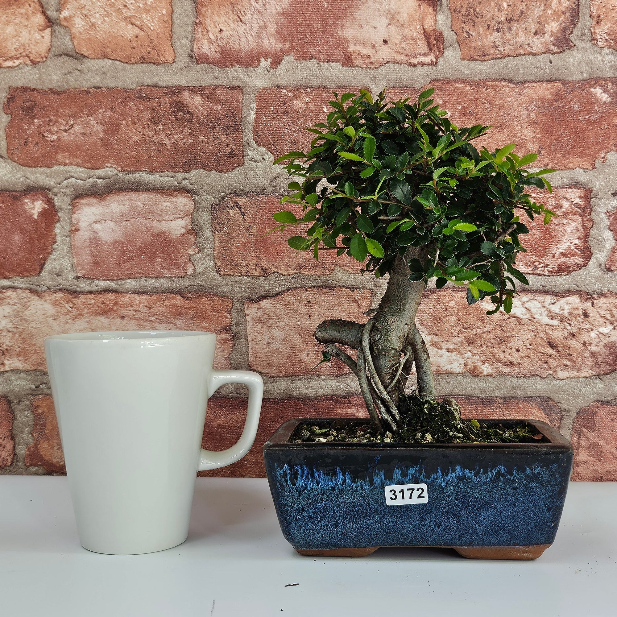 Chinese Elm (Ulmus Parvifolia) Bonsai Tree | Broom | In 15cm Pot  | S251976