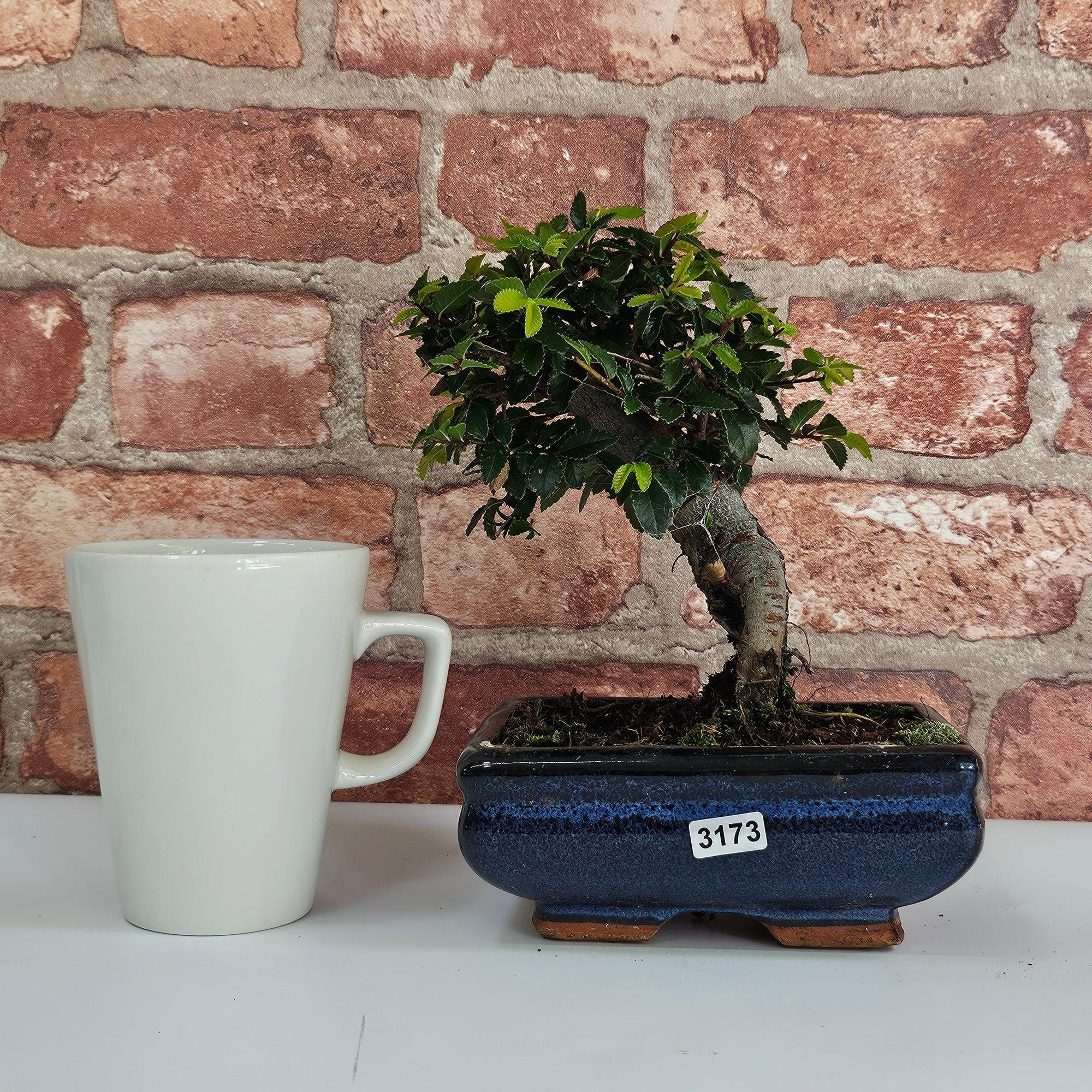 Chinese Elm (Ulmus Parvifolia) Bonsai Tree | Broom | In 15cm Pot  | S251976